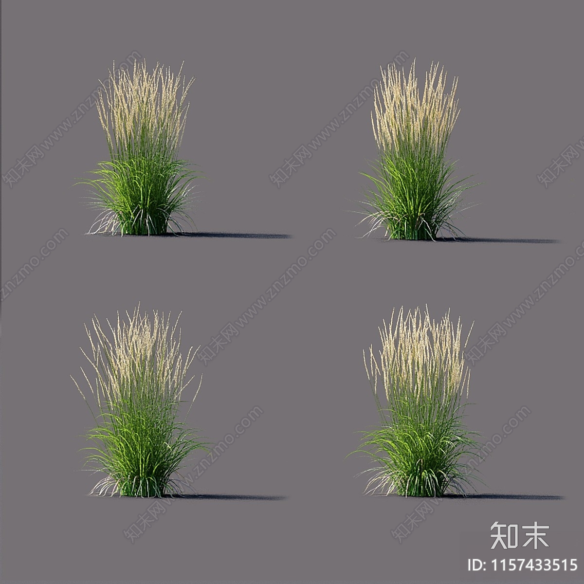 白苇草Calamagrostis3D模型下载【ID:1157433515】