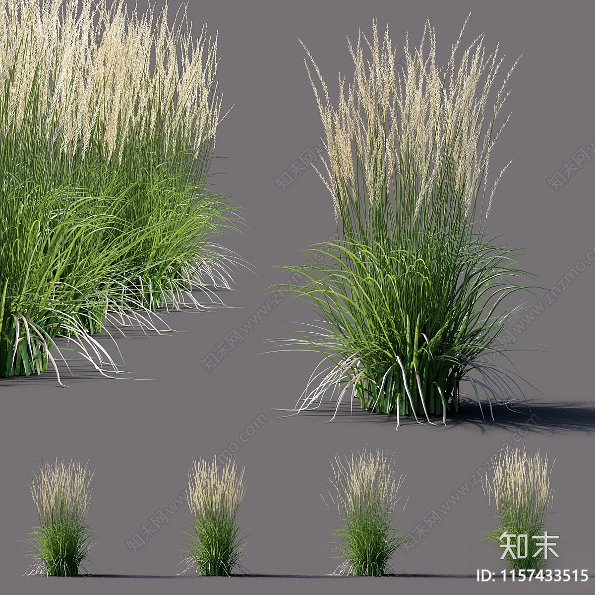 白苇草Calamagrostis3D模型下载【ID:1157433515】