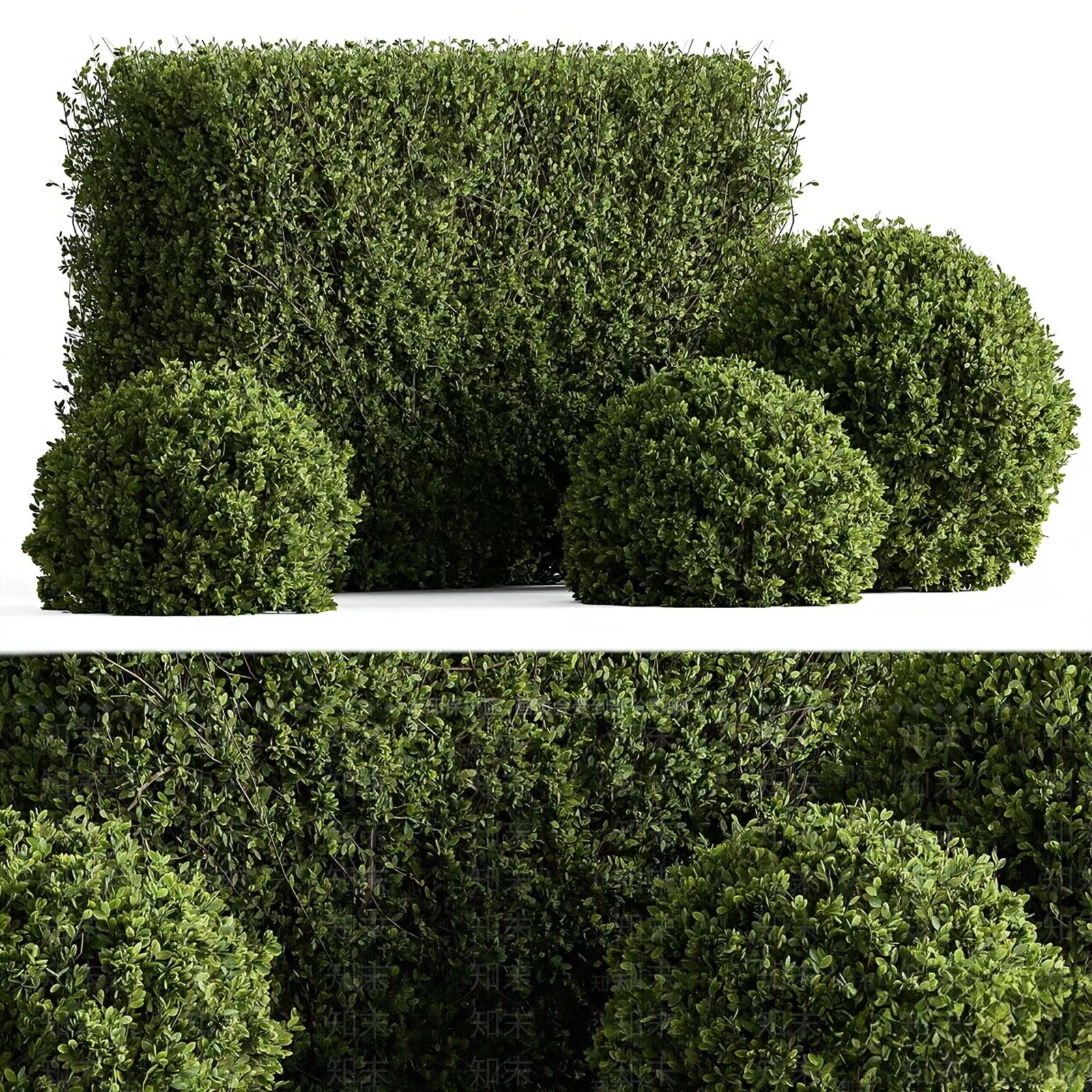 灌木SU模型下载【ID:1157461705】