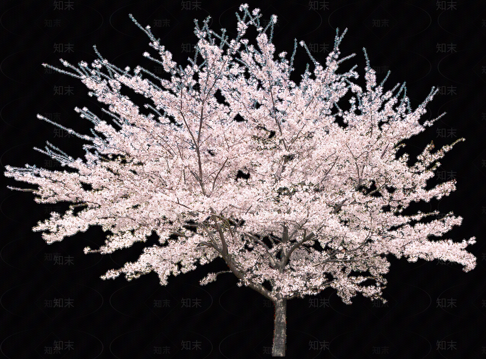 樱花树免抠png贴图下载【ID:1157462919】