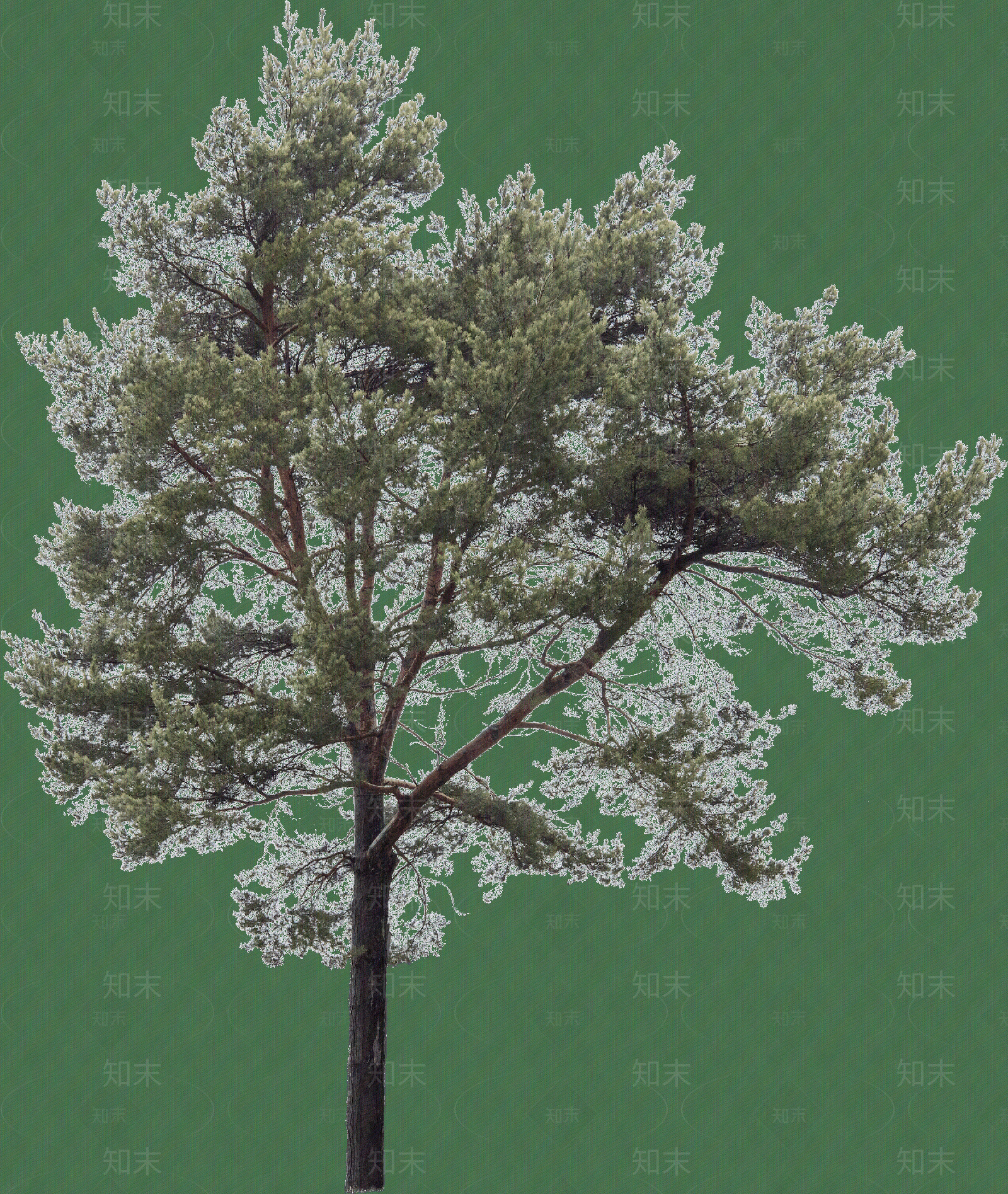 前景大松树免抠png贴图下载【ID:1157463469】