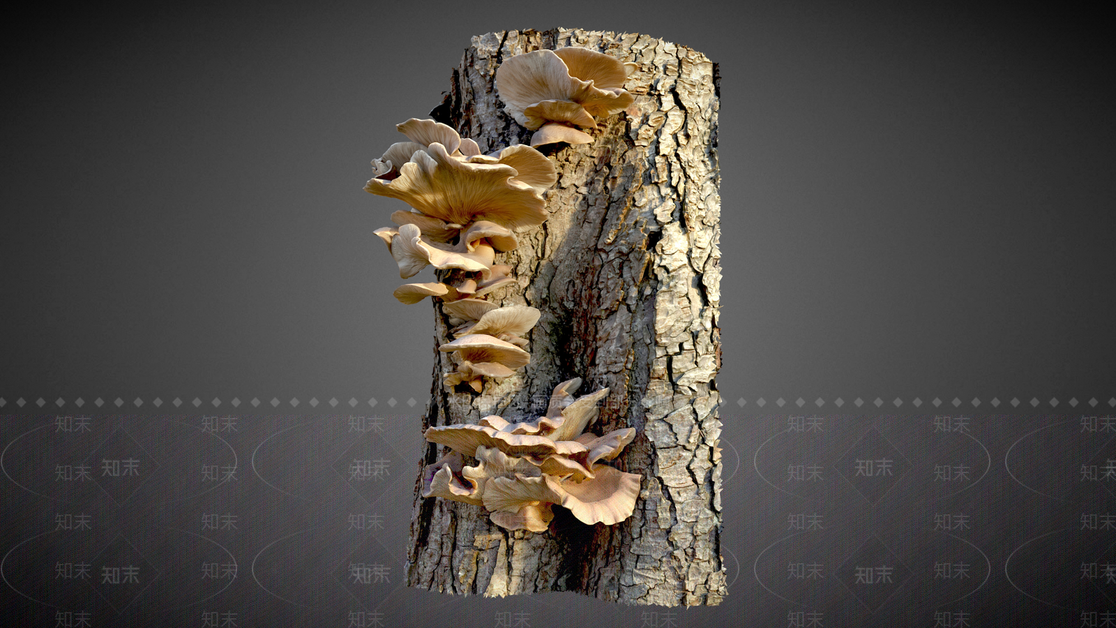 平菇3D模型下载【ID:1157467416】