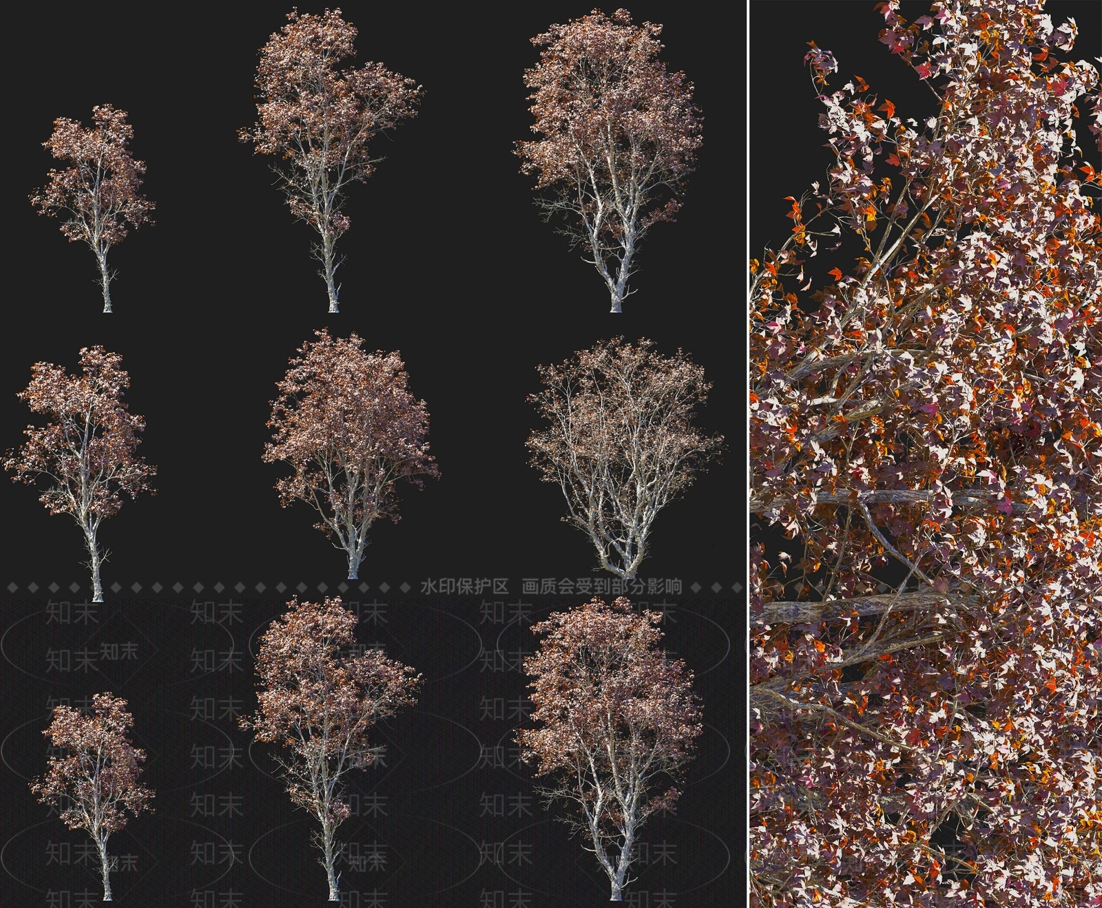 现代秋季花楷槭落叶乔木植物3D模型下载【ID:1157468947】