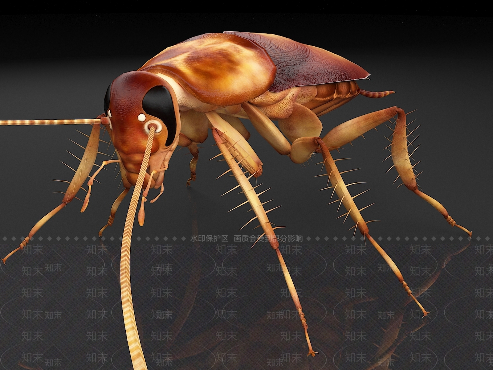 亚洲蟑螂3D模型下载【ID:1157525025】