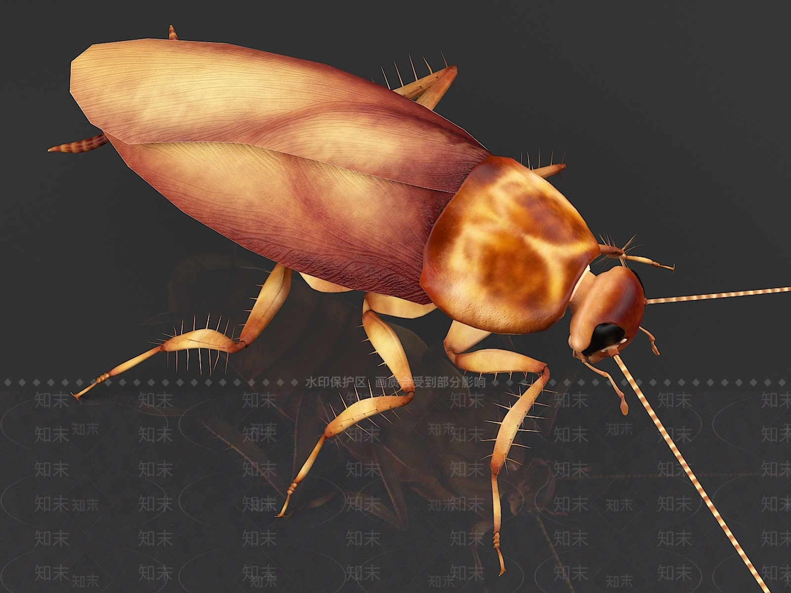 亚洲蟑螂3D模型下载【ID:1157525025】
