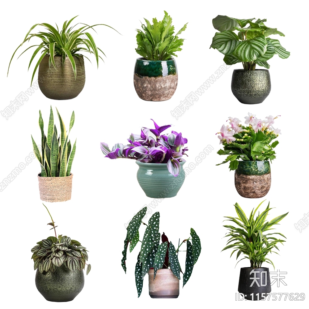 PSD免抠网红室内植物绿植盆栽贴图下载【ID:1157577629】_【知末网贴图库】