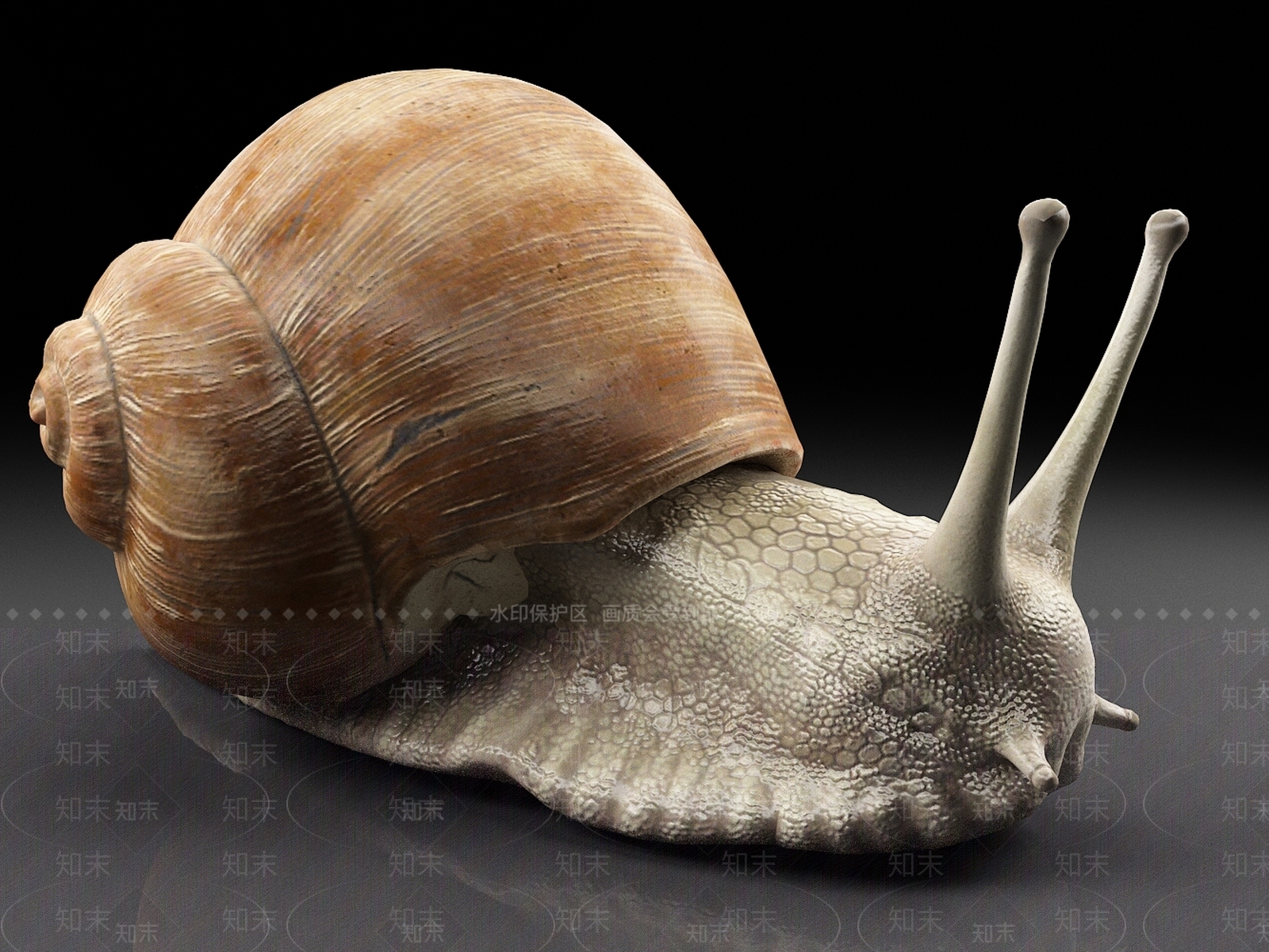 蜗牛3D模型下载【ID:1157587646】