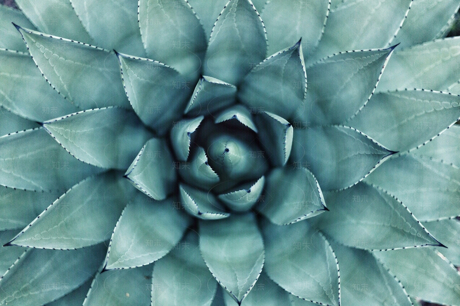 多肉植物元素素材贴图下载【ID:1157591972】