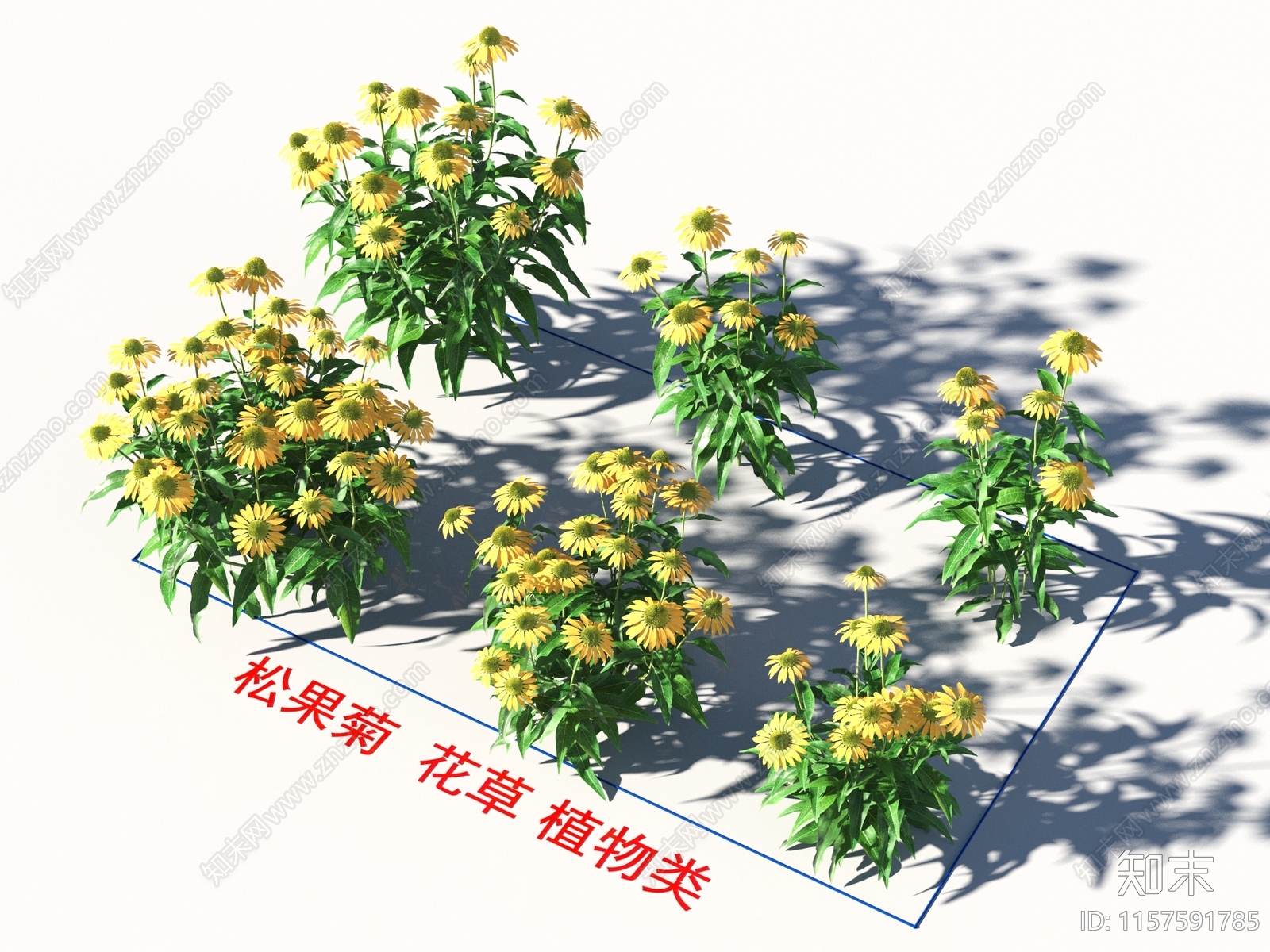 松果菊3D模型下载【ID:1157591785】