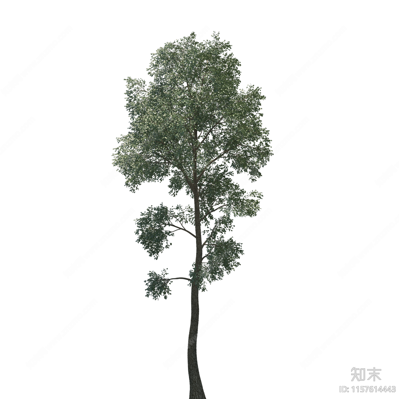 png免抠行道树乔木景观树庭院树前景树造型树常绿树植物树木大树下载【ID:1157614443】undefined