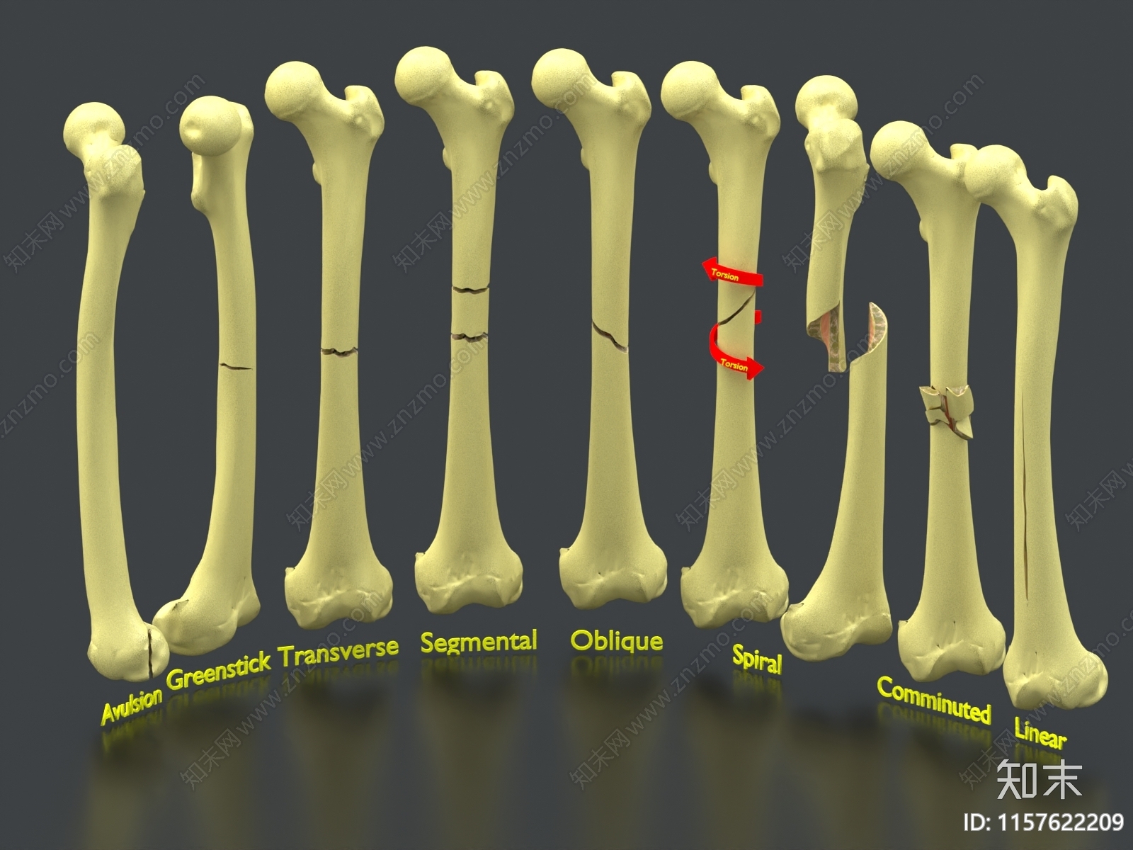 脚骨3D模型下载【ID:1157622209】