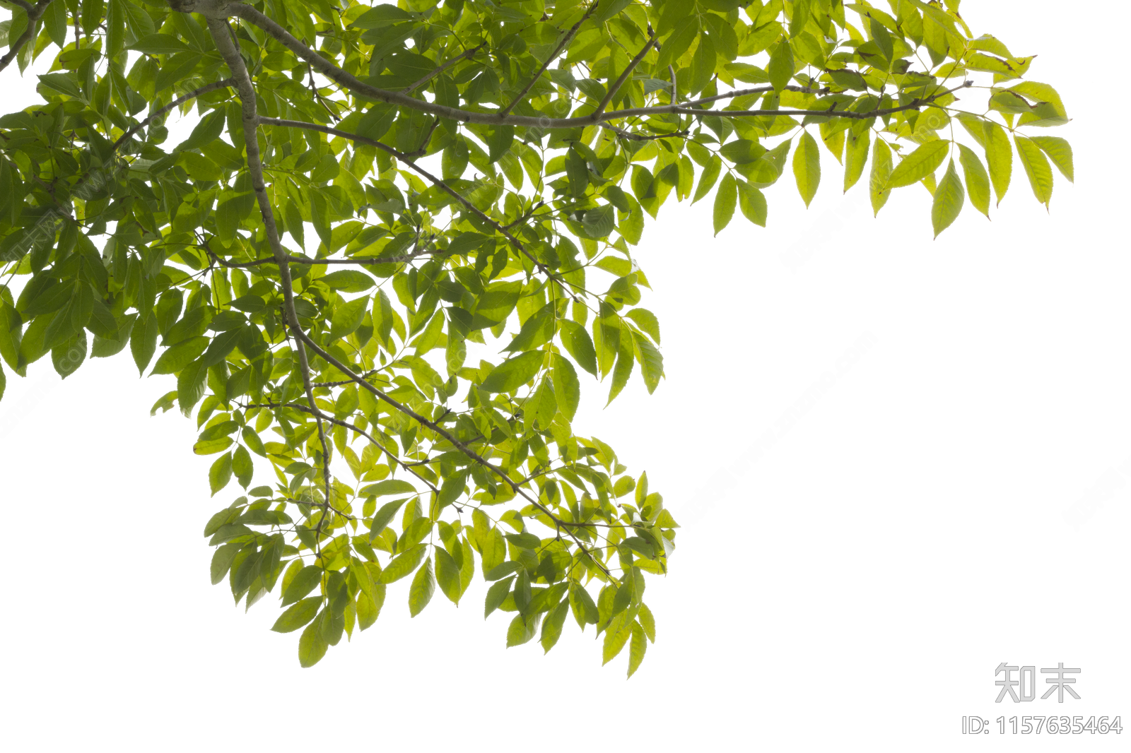 png免抠乔木植物边角树前景树造型树景观树压脚树挂角树下载【ID:1157635464】undefined