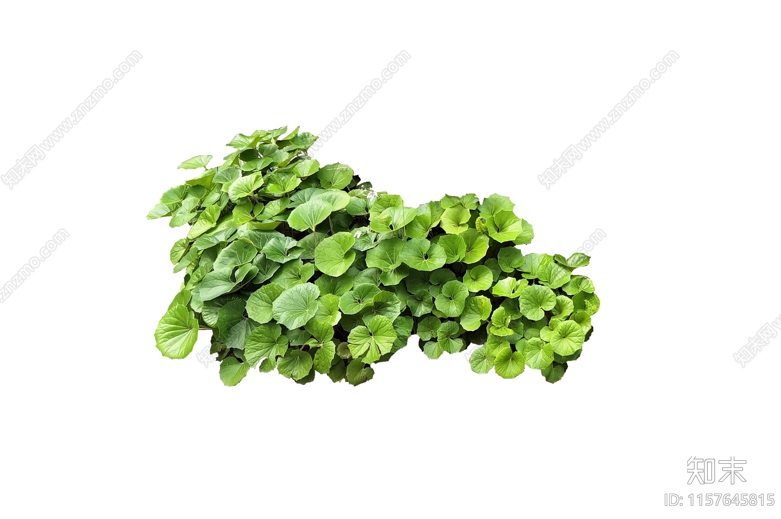 大吴风草灌木地被植物psd免抠贴图下载【ID:1157645815】_【知末网贴图库】