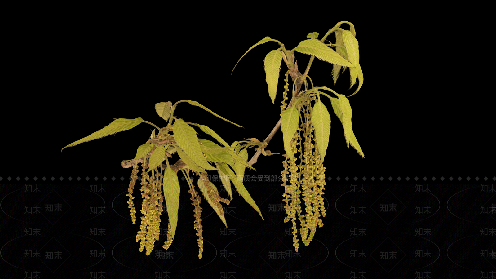锯齿橡树树枝3D模型下载【ID:1157654635】