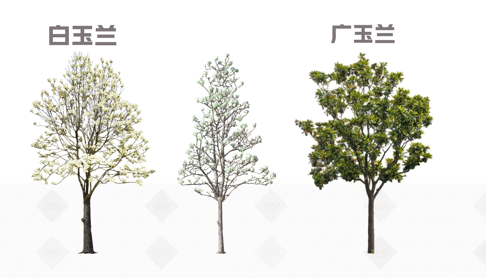 2D玉兰树SU模型下载【ID:1157667075】