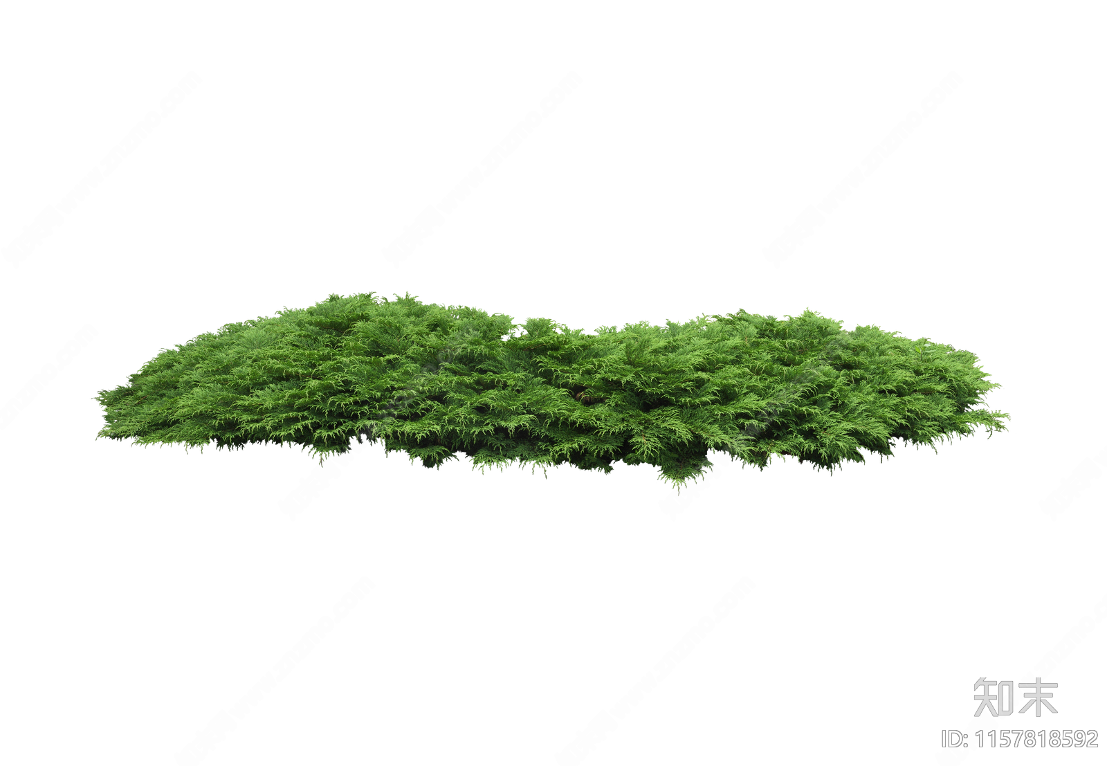 png免抠草丛蕨类灌木观叶灌木地被植物观赏景观绿植后期素材下载【ID:1157818592】