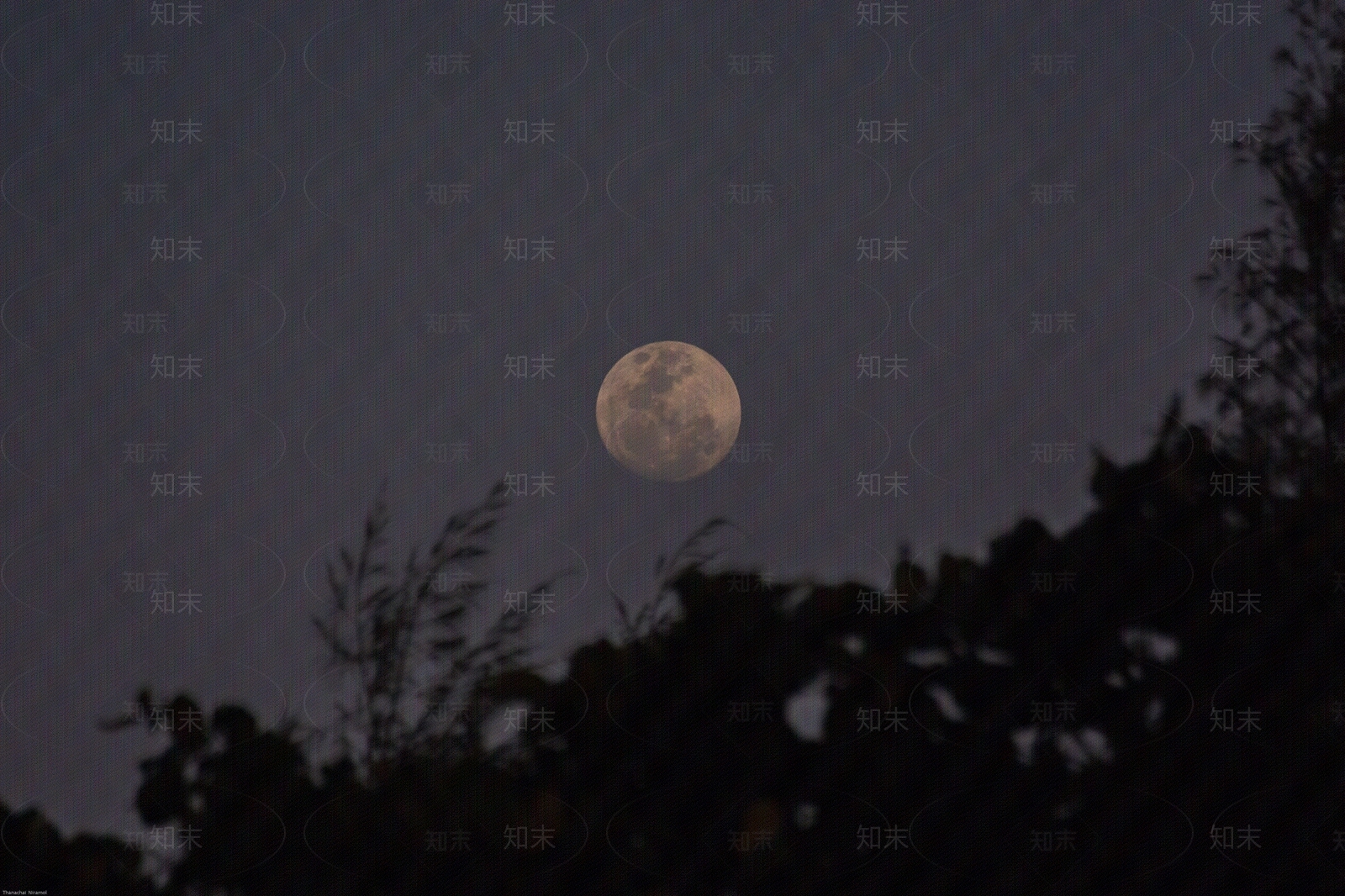 夜空满月树梢图贴图下载【ID:1157836648】