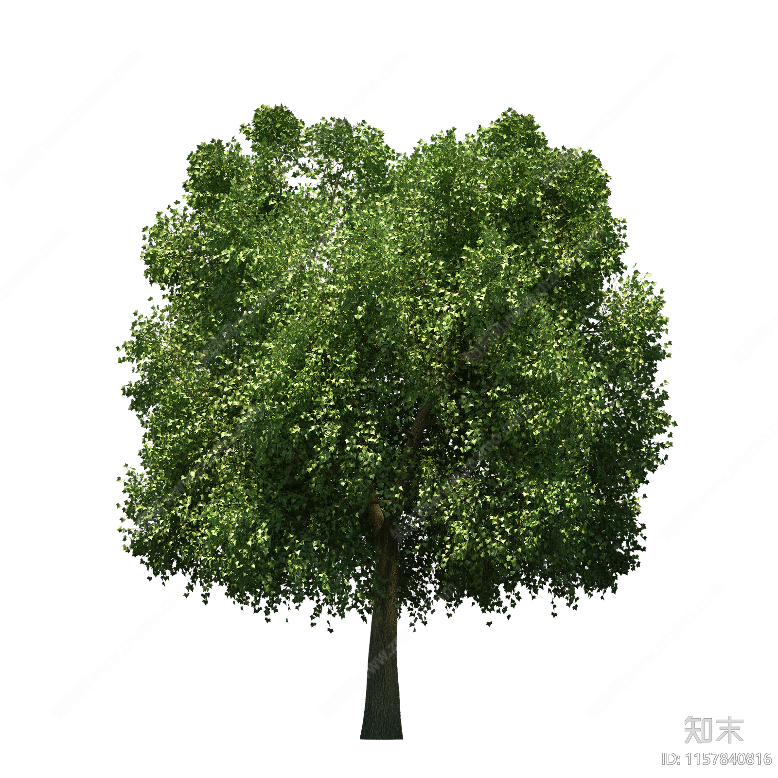 png免抠常用乔木行道树景观树中景树背景树庭院树大树植物下载【ID:1157840816】undefined