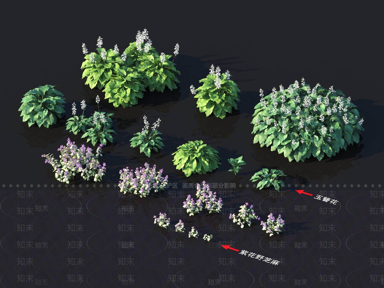 玉簪花3D模型下载【ID:1157861767】