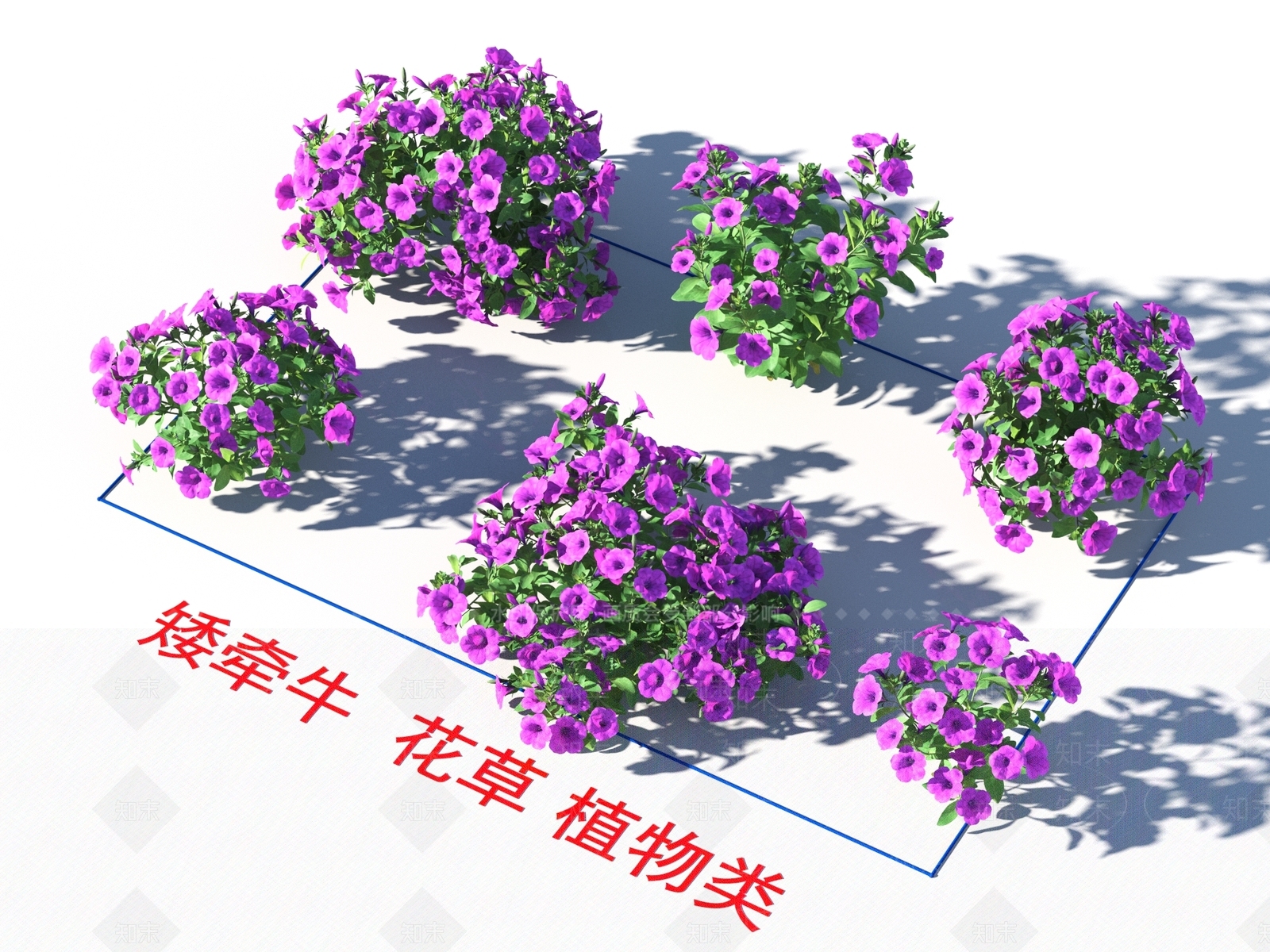 矮牵牛3D模型下载【ID:1157863440】