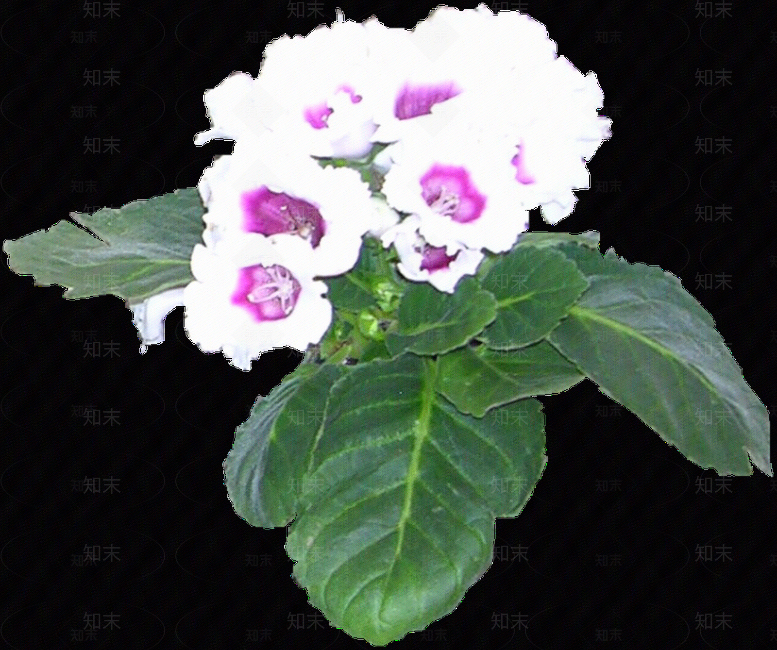 png免抠大岩桐贴图下载【ID:1157964935】