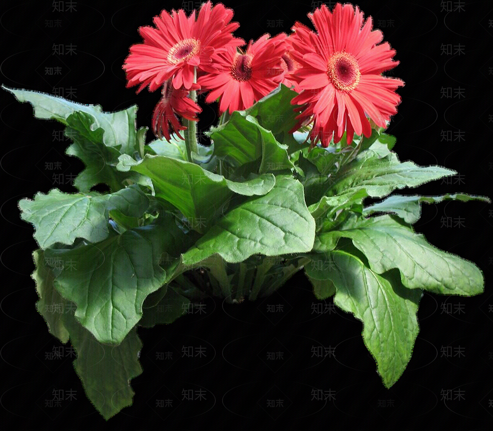 png免抠非洲菊贴图下载【ID:1157966338】