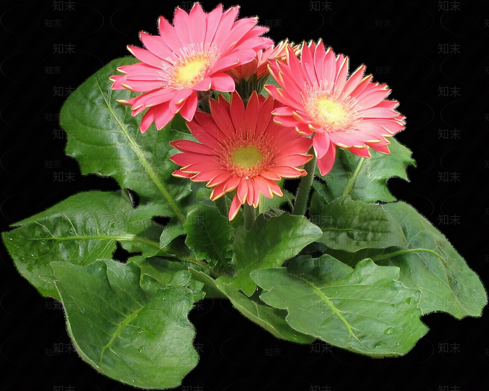 png免抠非洲菊贴图下载【ID:1157966552】