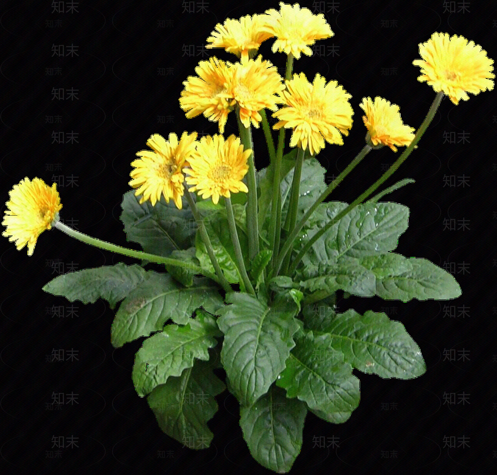 png免抠非洲菊贴图下载【ID:1157966687】