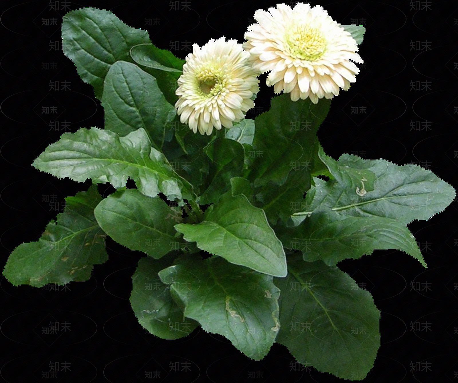 png免抠非洲菊贴图下载【ID:1157966700】