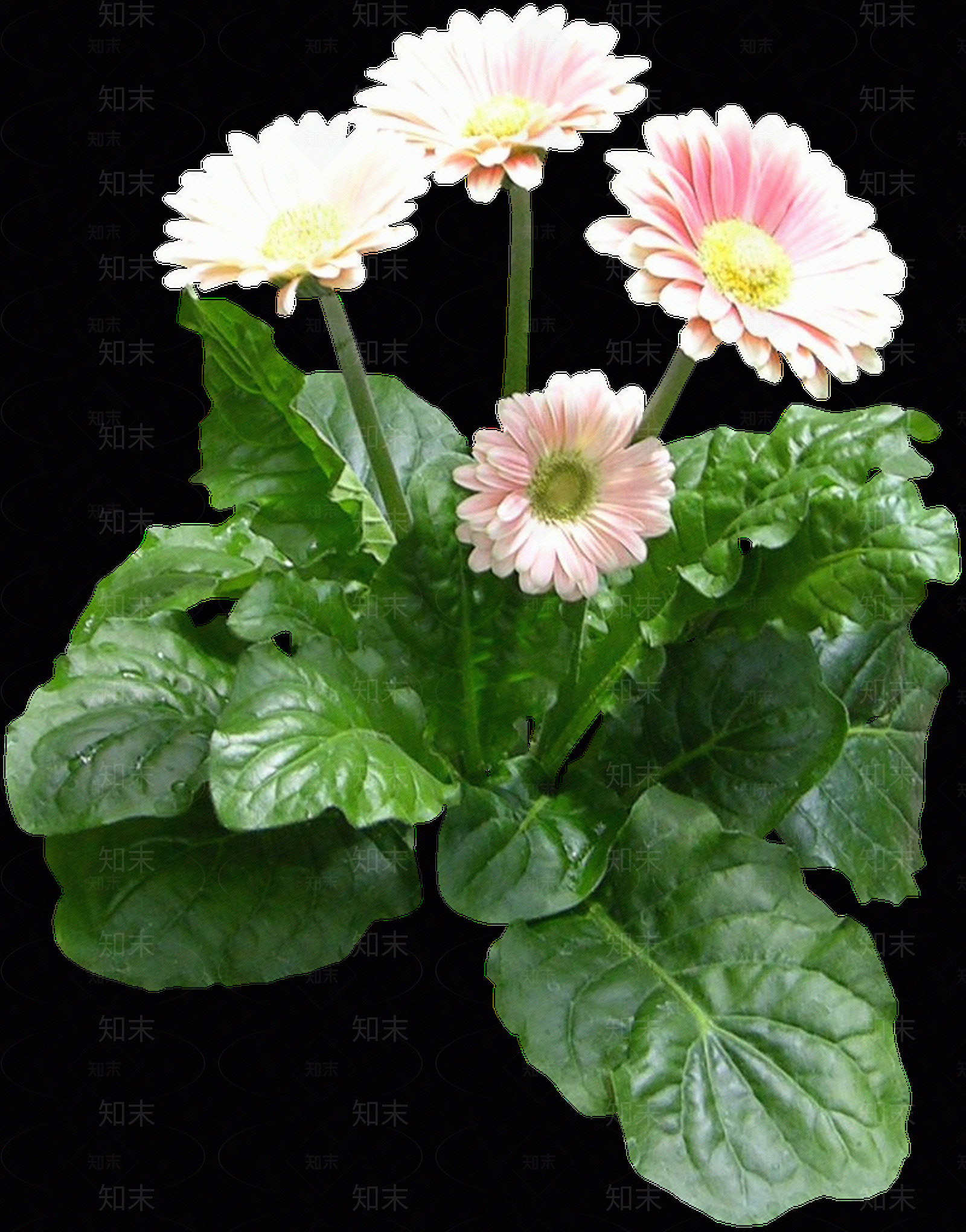 png免抠非洲菊贴图下载【ID:1157966712】
