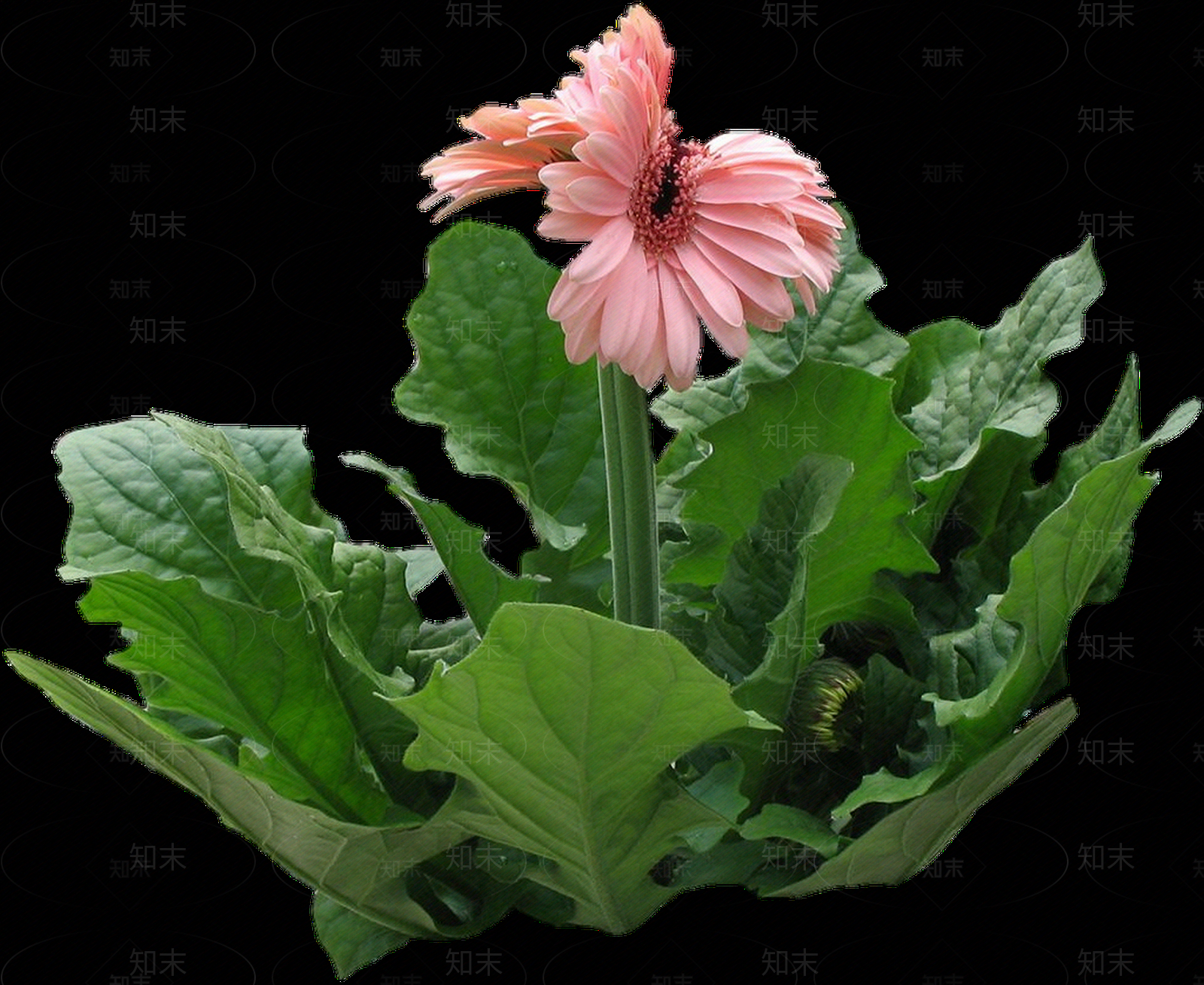 png免抠非洲菊贴图下载【ID:1157966766】
