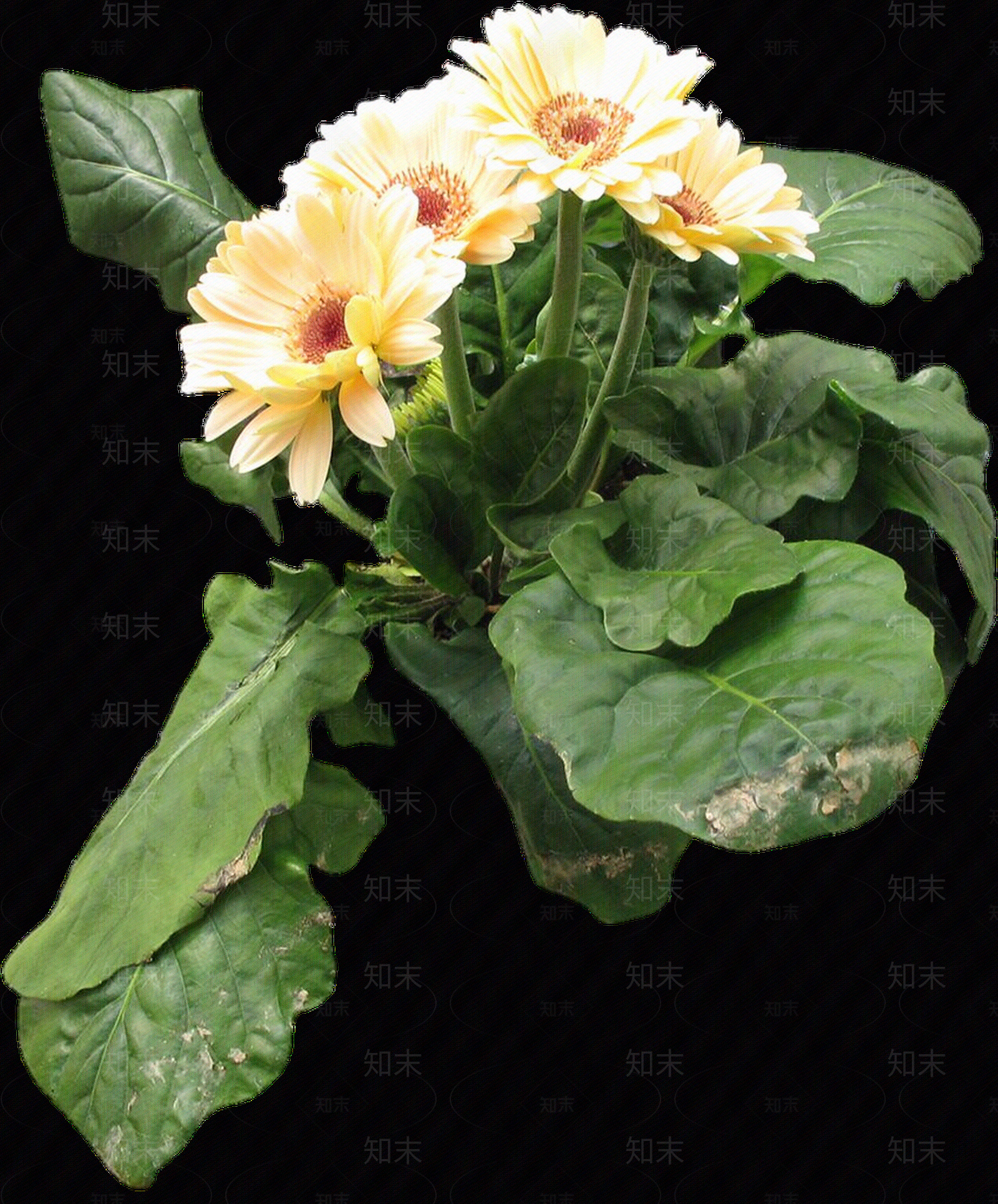 png免抠非洲菊贴图下载【ID:1157966875】