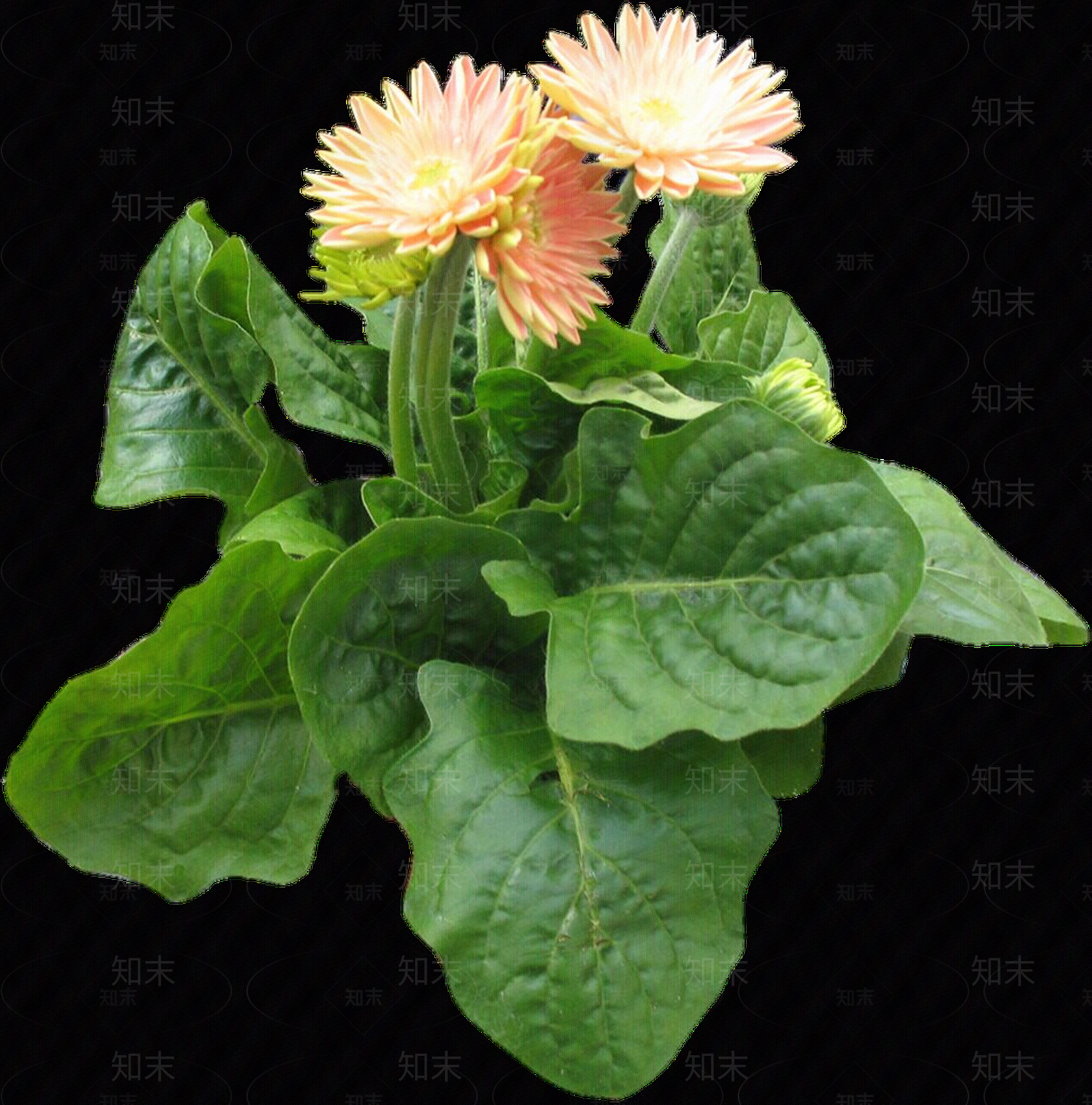 png免抠非洲菊贴图下载【ID:1157966878】