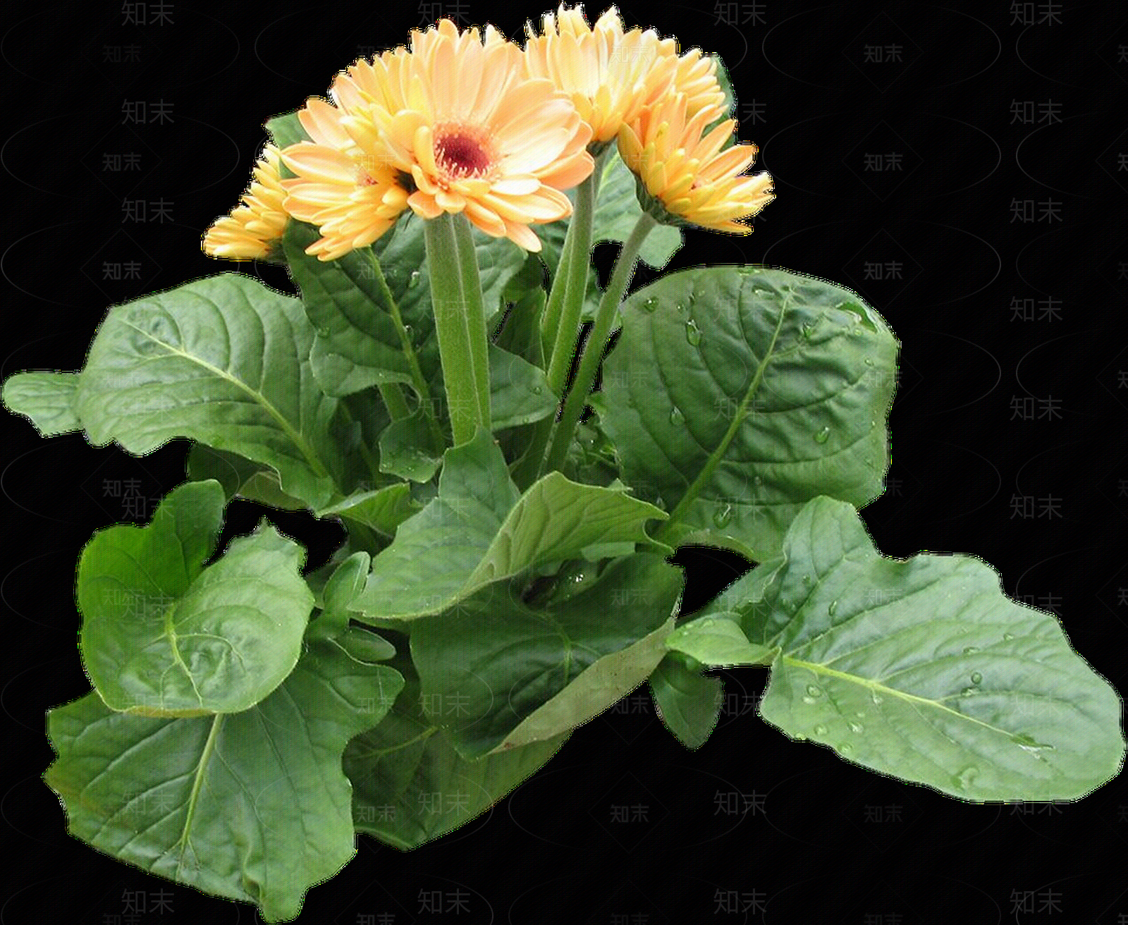 png免抠非洲菊贴图下载【ID:1157966912】