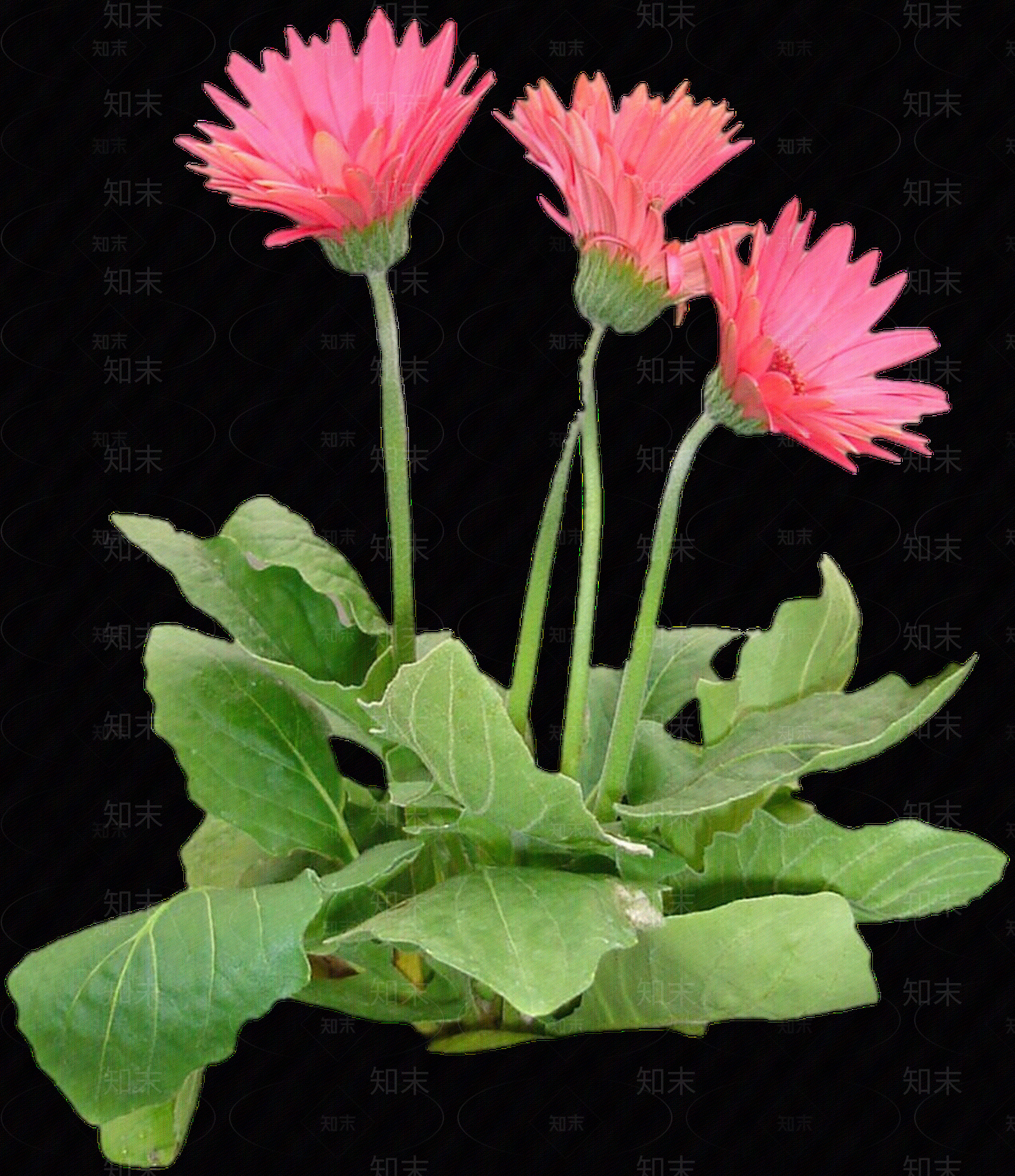 png免抠非洲菊贴图下载【ID:1157967043】
