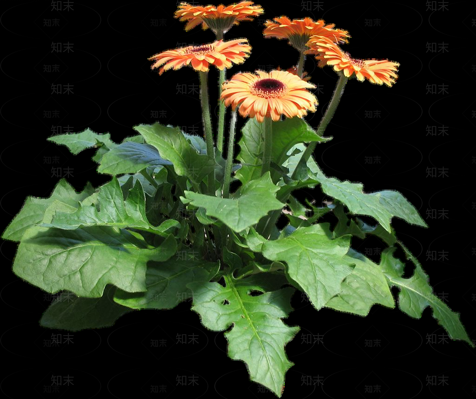 png免抠非洲菊贴图下载【ID:1157967161】