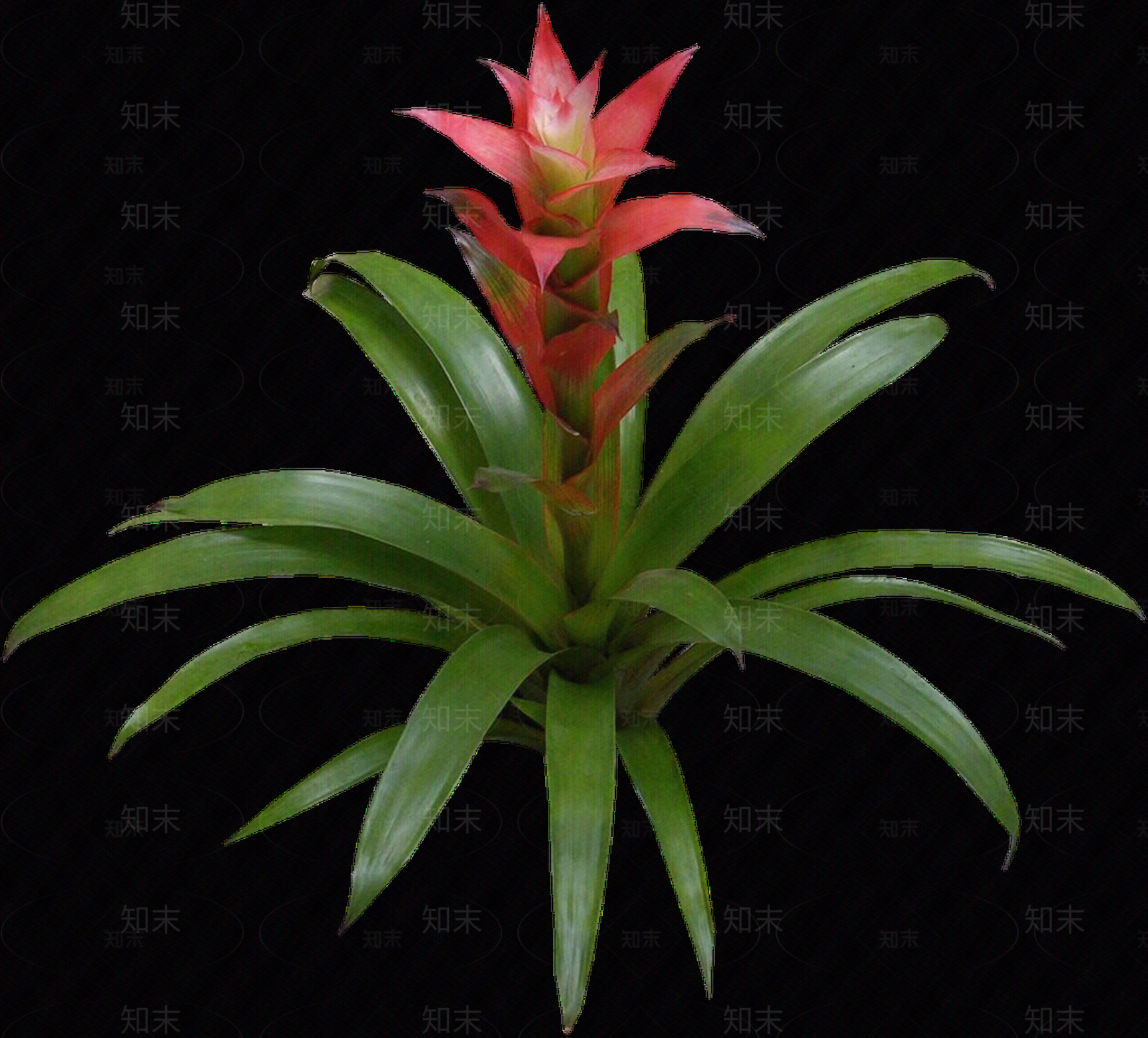 png免抠凤梨贴图下载【ID:1157967239】