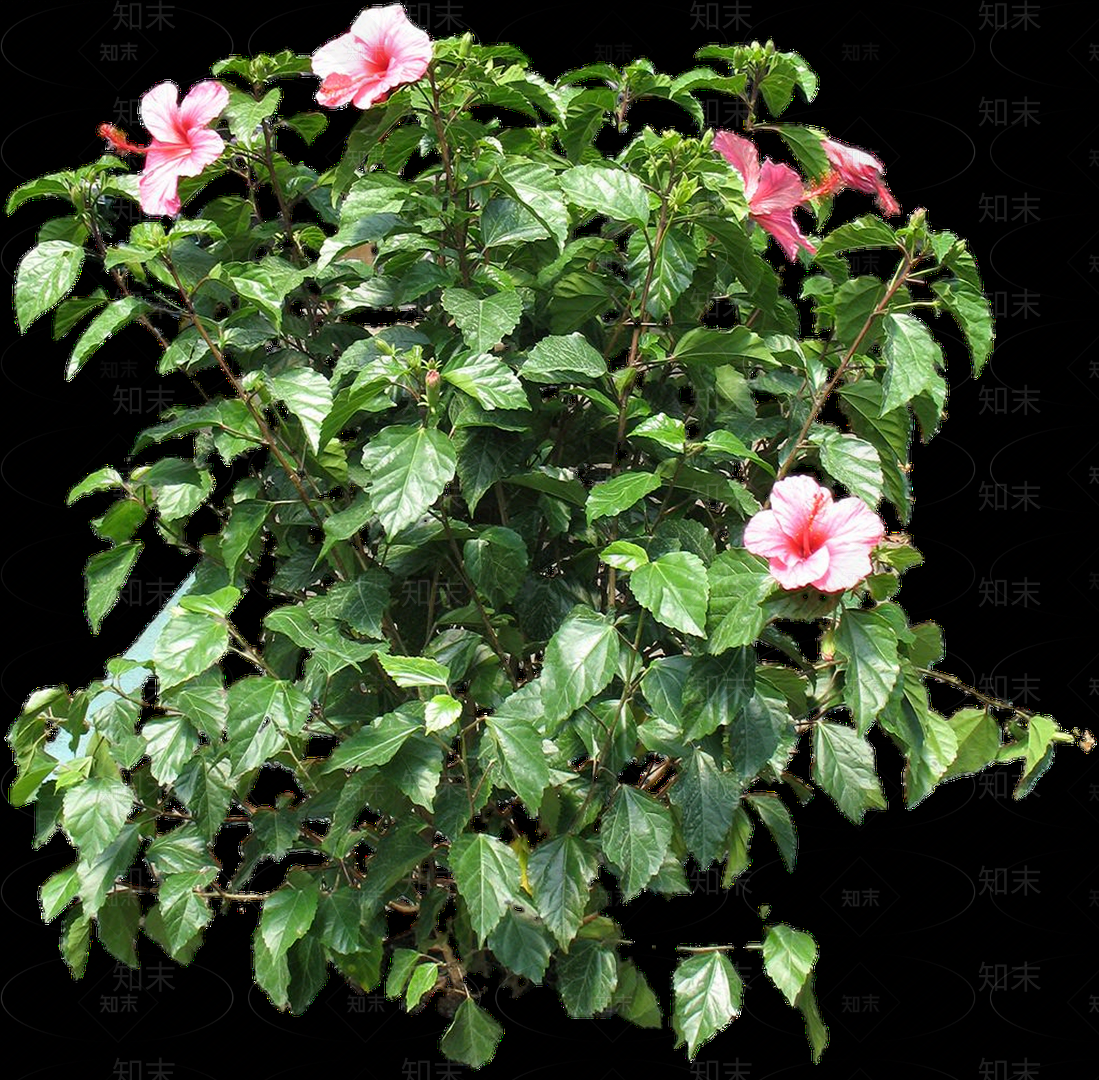 png免抠芙蓉葵贴图下载【ID:1157968457】