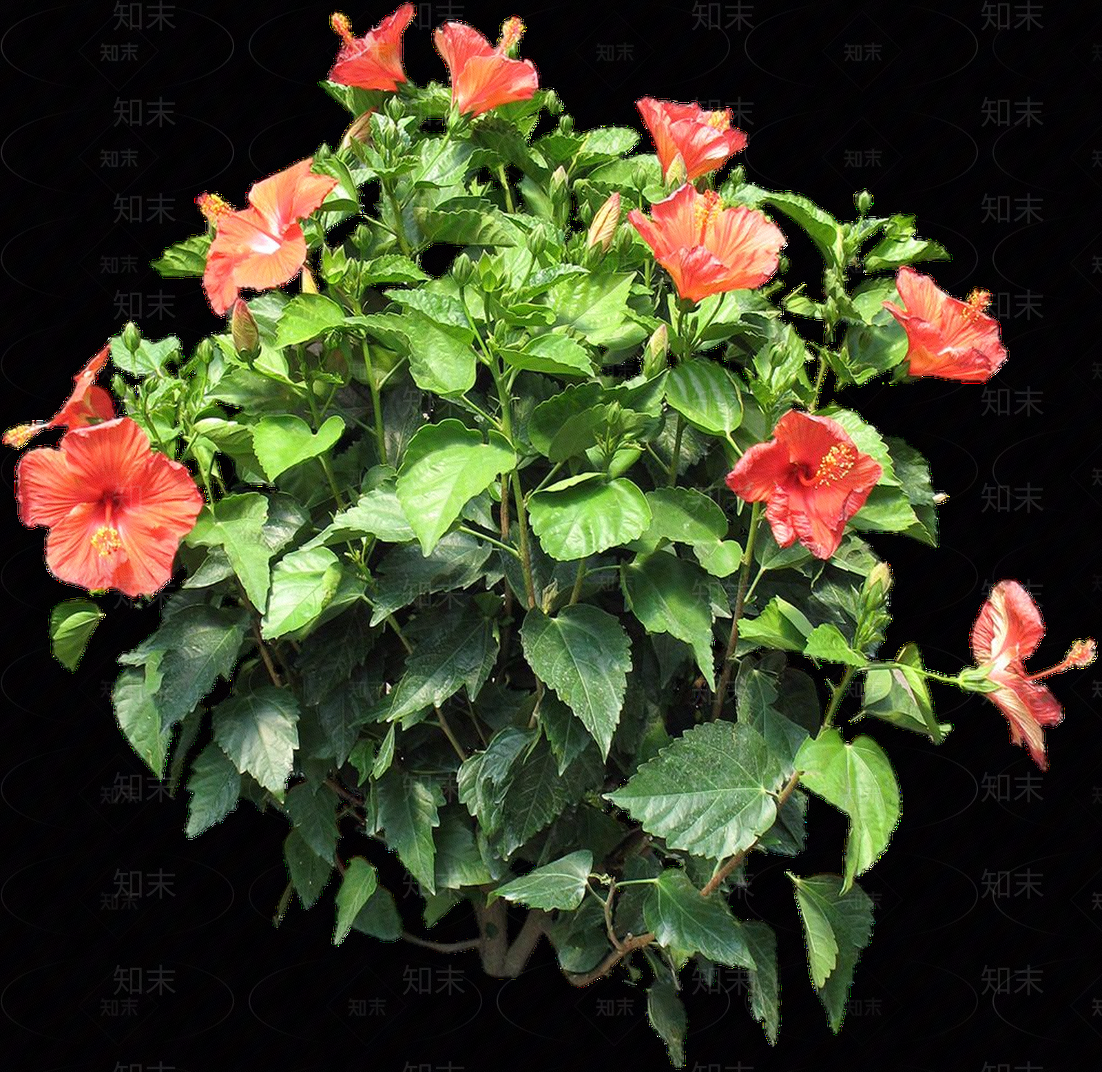 png免抠芙蓉葵贴图下载【ID:1157968610】