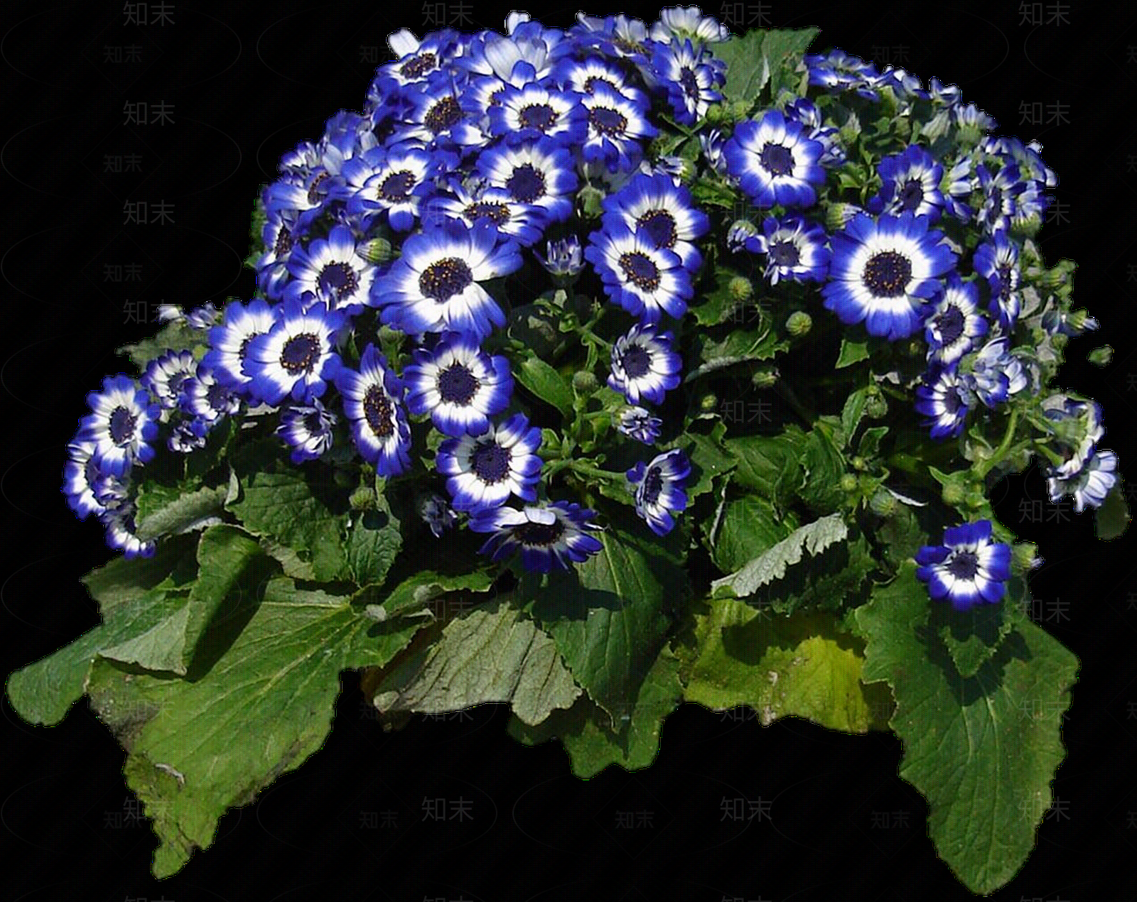 png免抠瓜叶菊贴图下载【ID:1157968789】