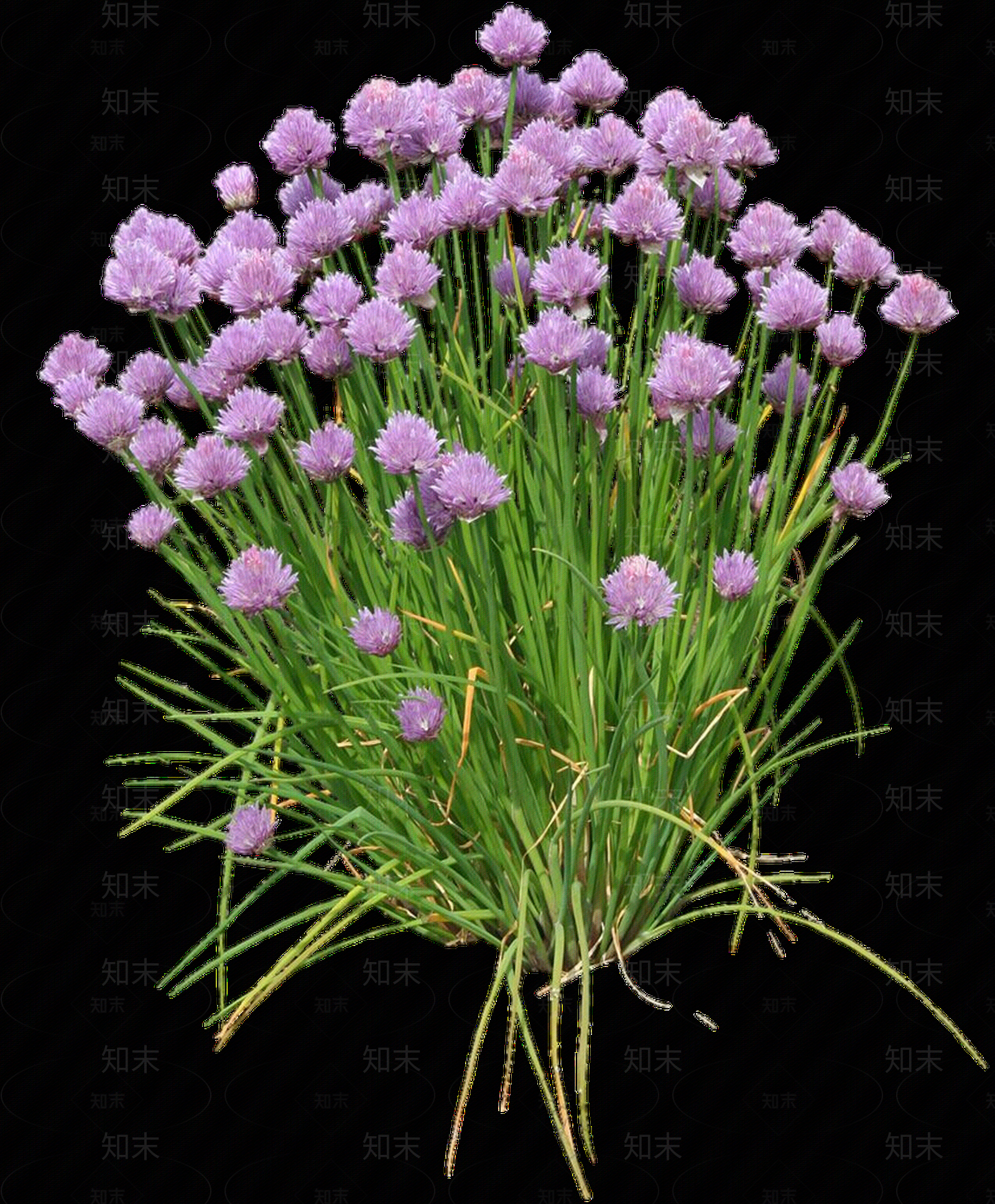 png免抠观赏葱贴图下载【ID:1157968947】