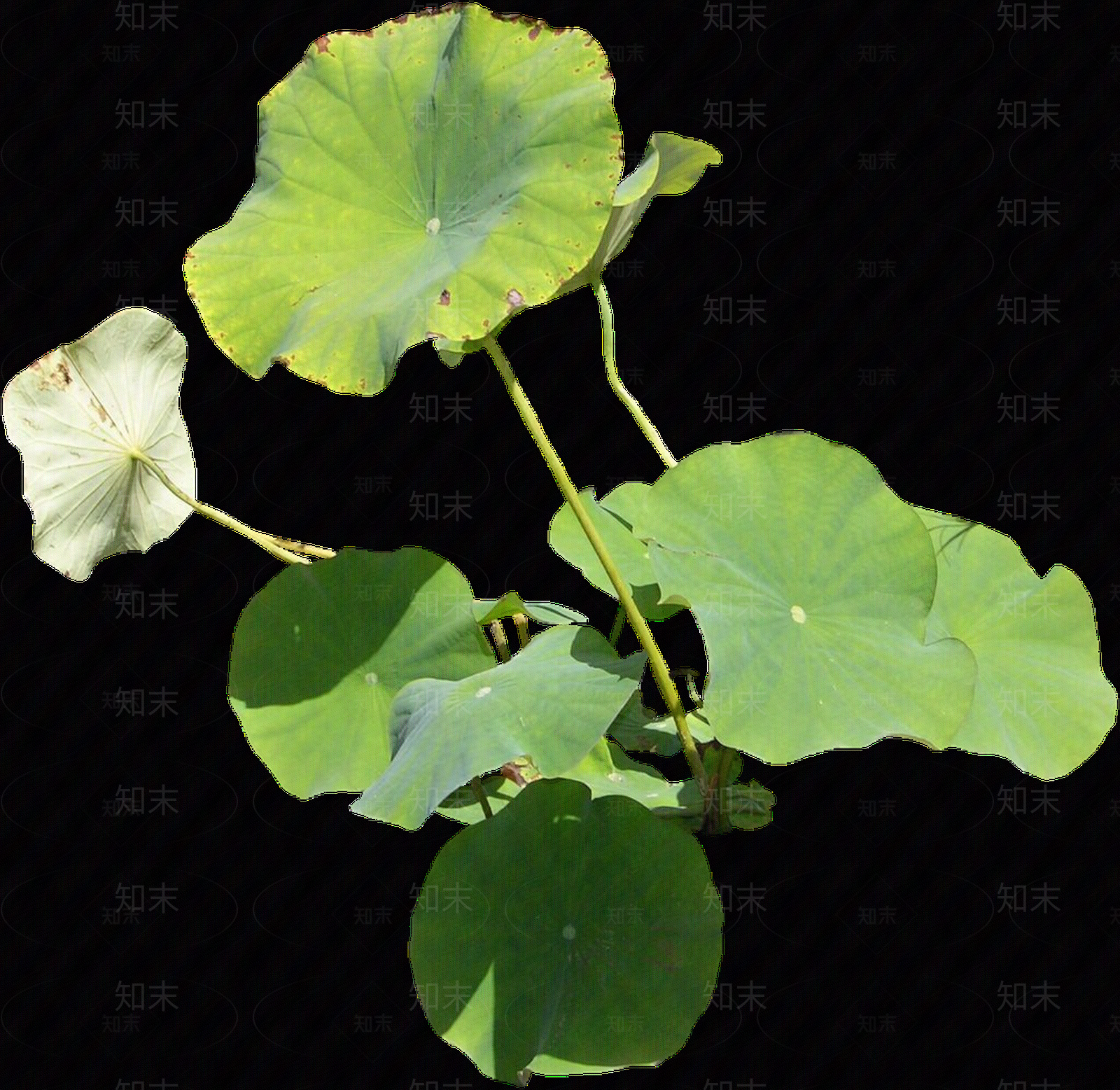 png免抠荷花贴图下载【ID:1157969224】