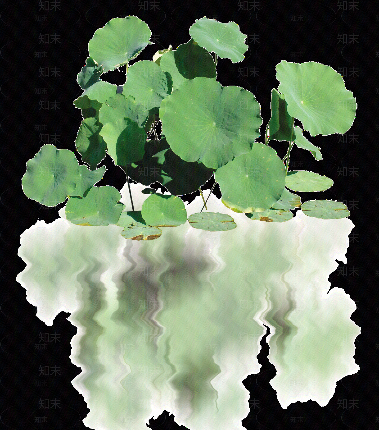png免抠荷花贴图下载【ID:1157969259】