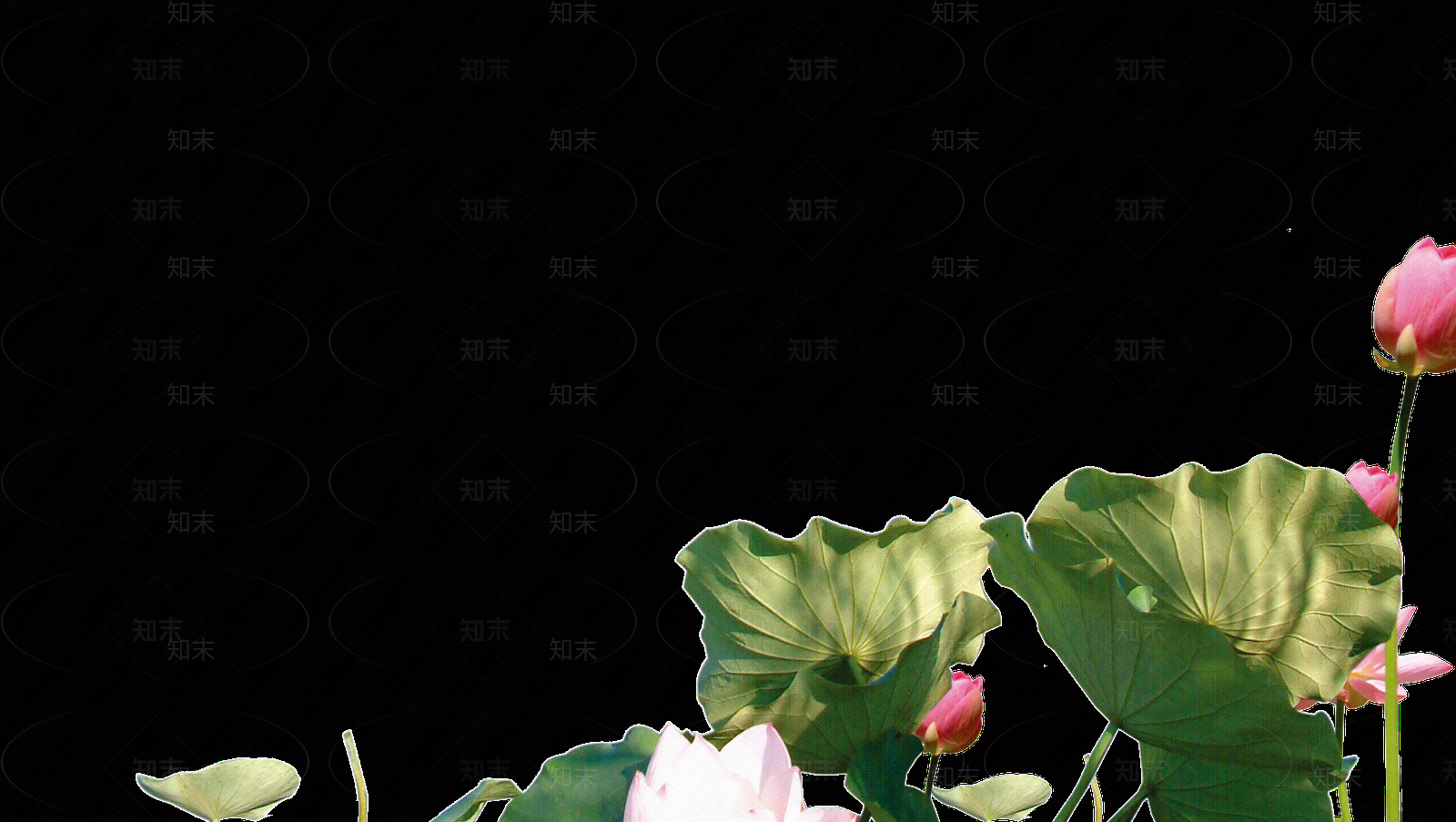 png免抠荷花贴图下载【ID:1157969398】