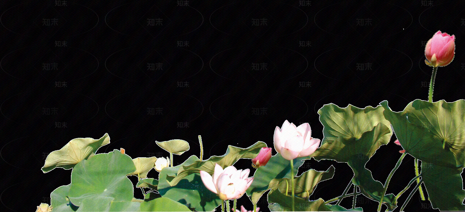 png免抠荷花贴图下载【ID:1157969404】