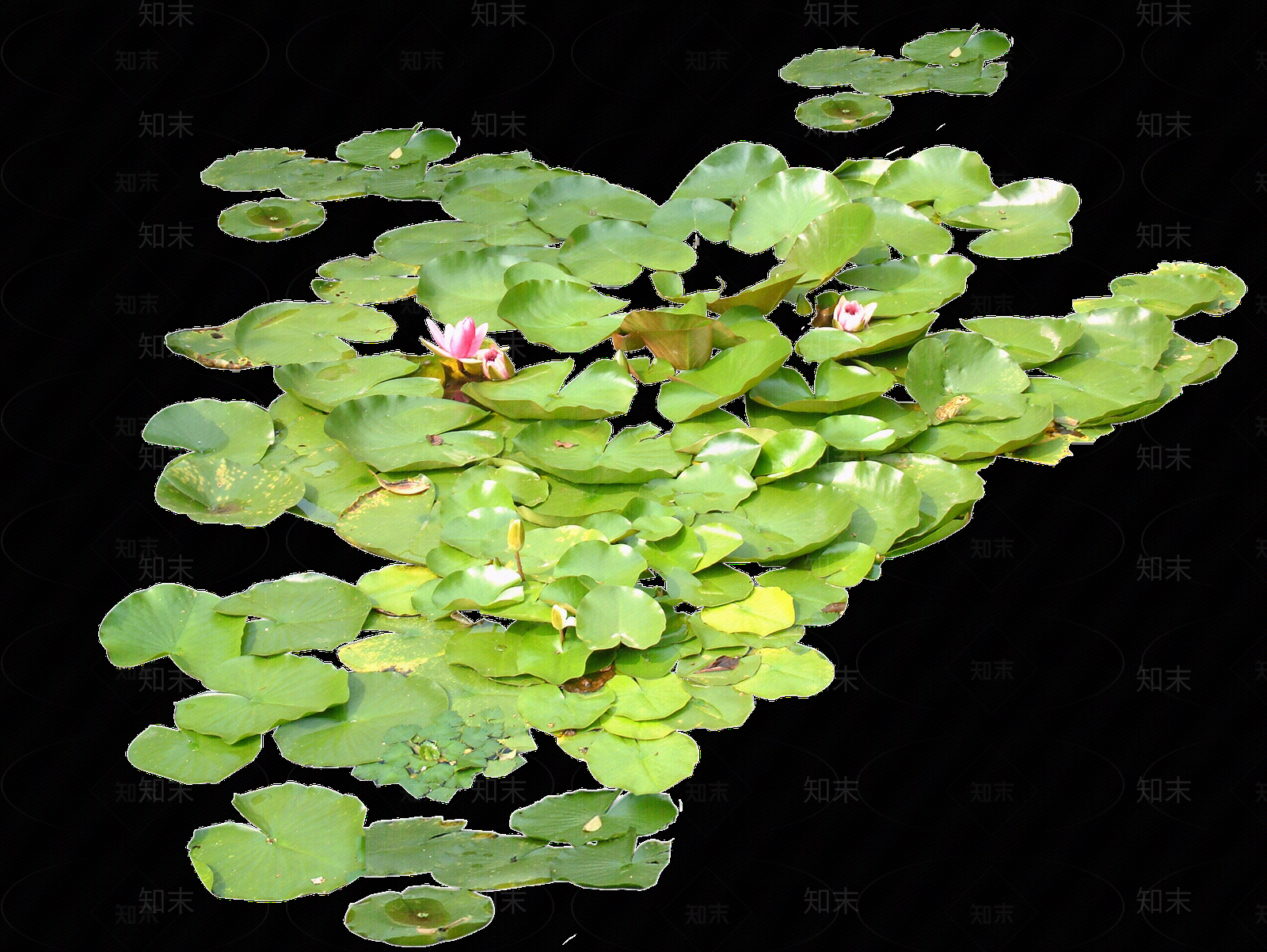 png免抠荷花贴图下载【ID:1157969550】