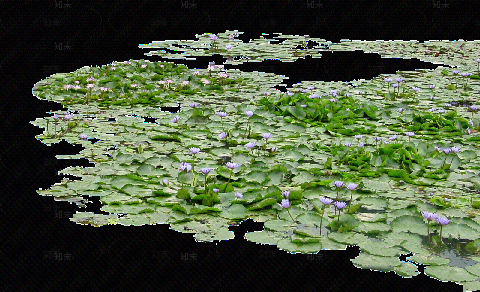 png免抠荷花贴图下载【ID:1157969539】