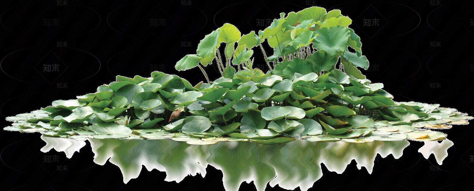 png免抠荷花贴图下载【ID:1157969696】