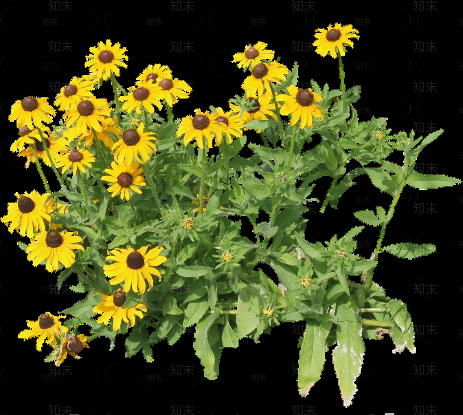 png免抠黑心菊贴图下载【ID:1157969953】