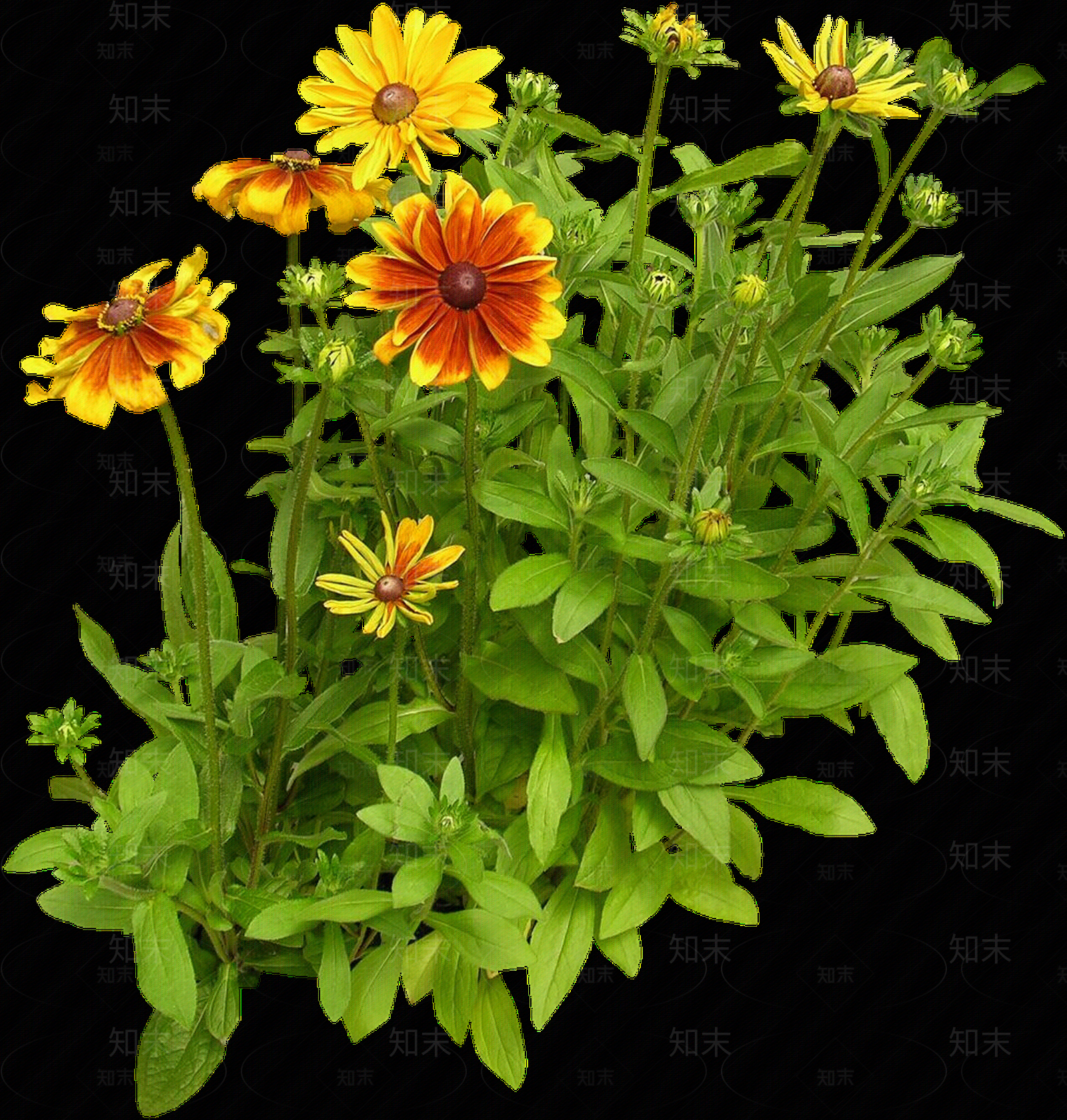 png免抠黑心菊贴图下载【ID:1157970001】